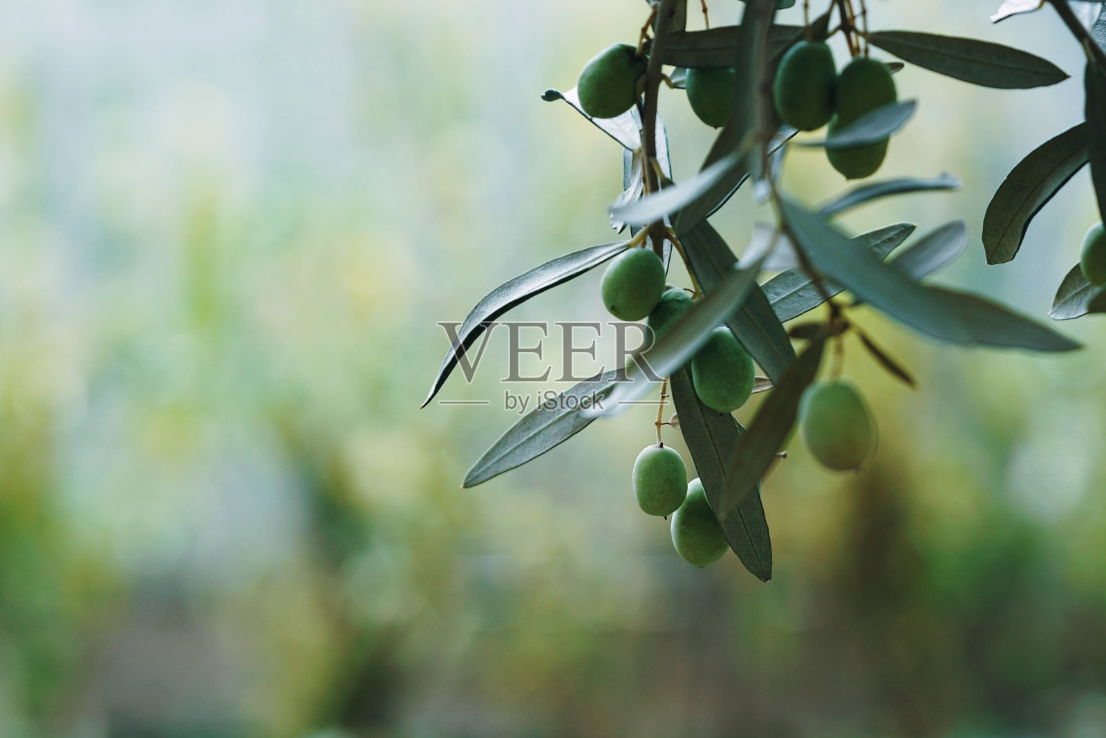 橄榄收获季节照片摄影图片