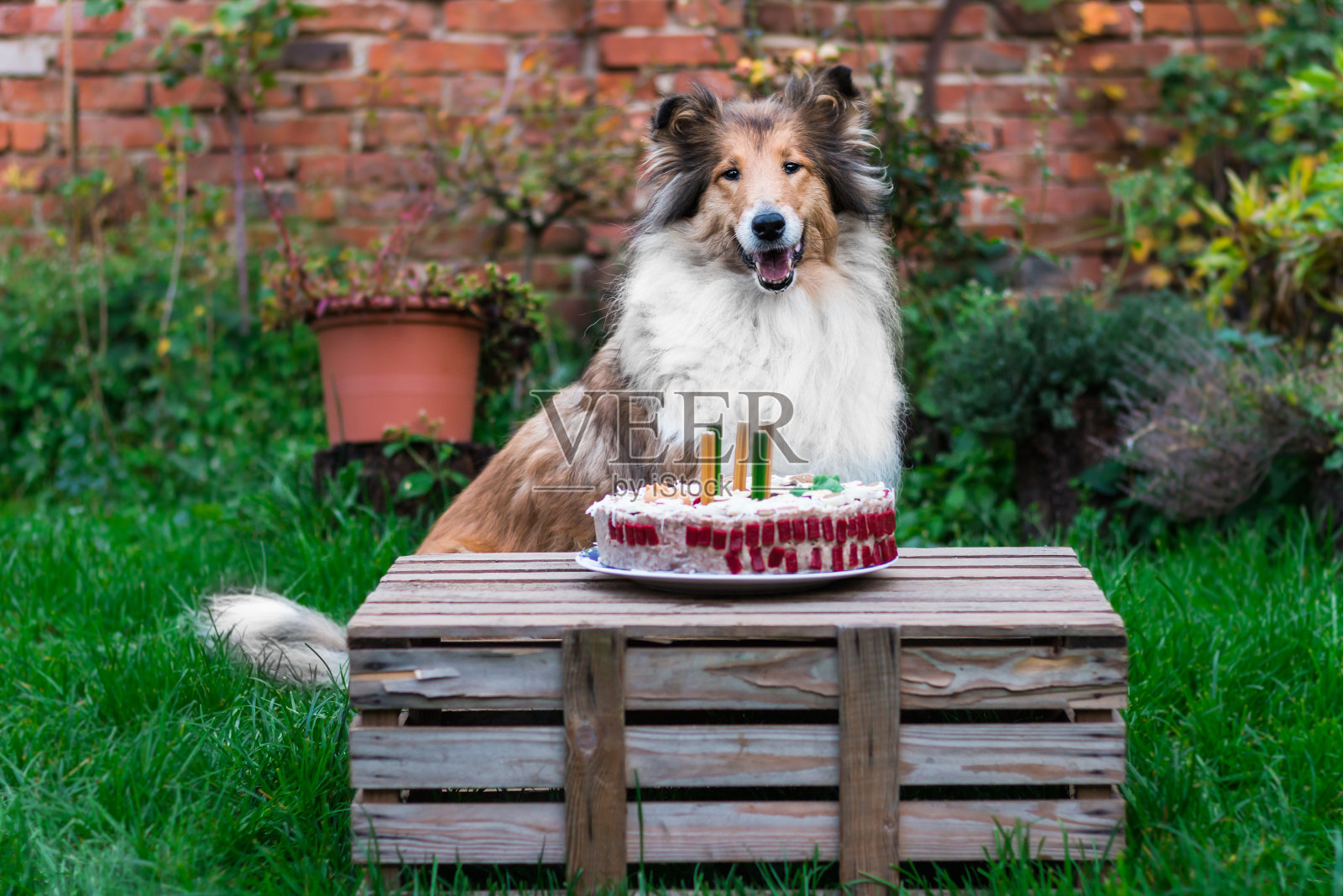 可爱的粗毛牧羊犬和她的生日蛋糕，在外面照片摄影图片