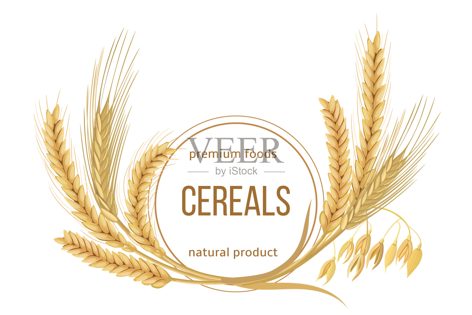小麦，大麦，燕麦和黑麦。五谷四穗、禾捆、禾本科优质食品，天然产物插画图片素材