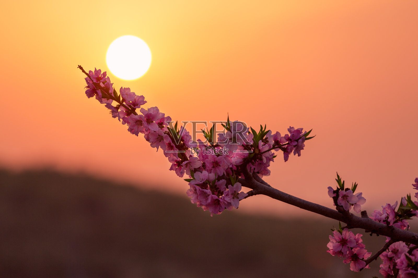 夕阳中的桃花照片摄影图片