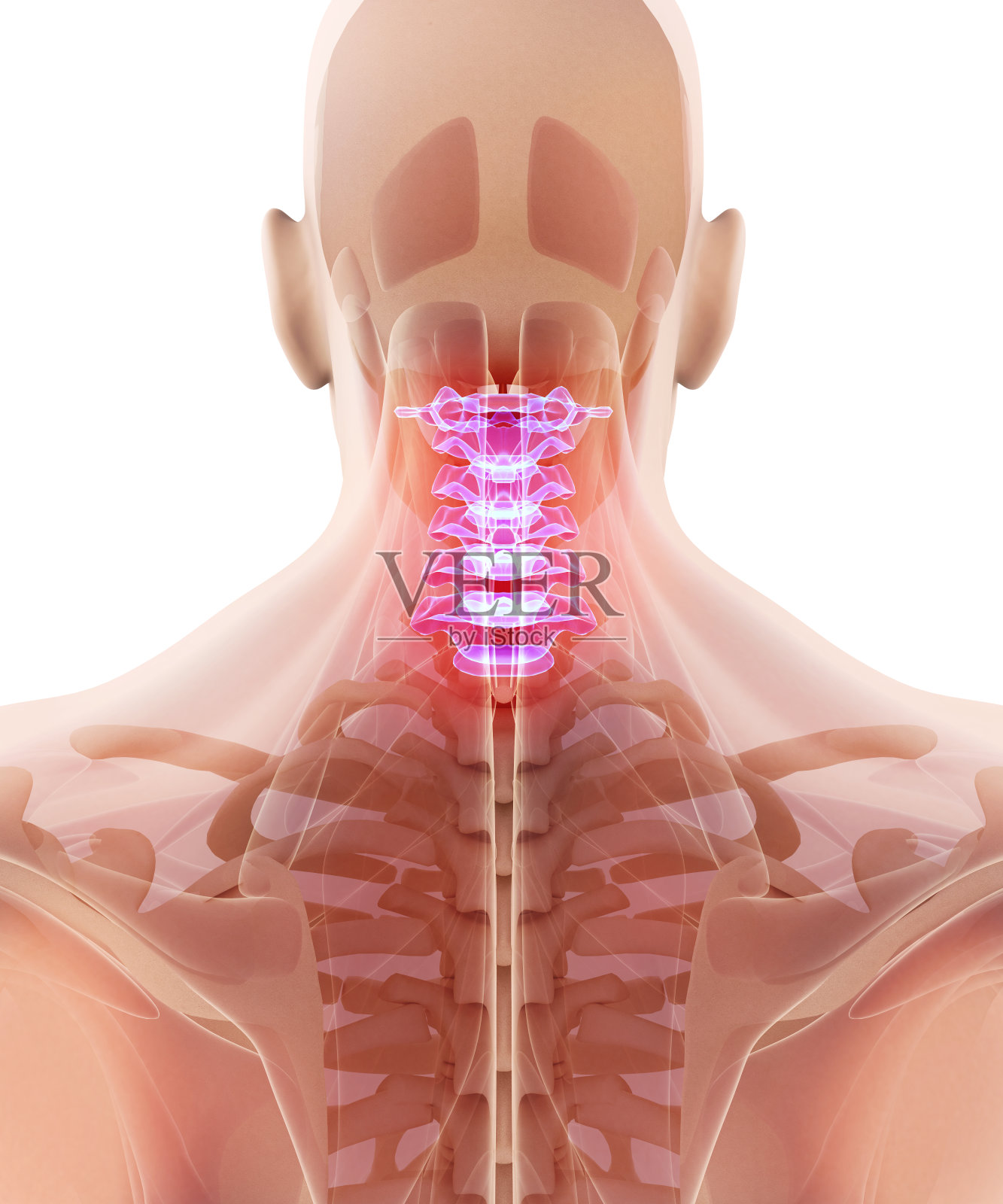 颈椎的3D插图，医学概念。照片摄影图片