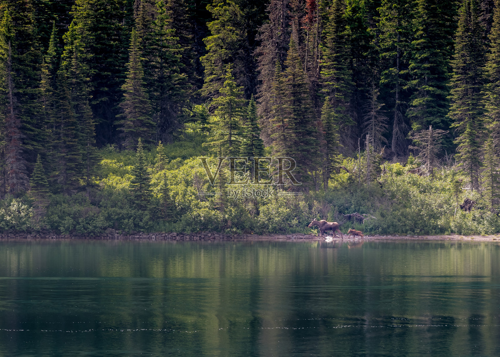 湖对面的麋鹿妈妈和鹿宝宝照片摄影图片