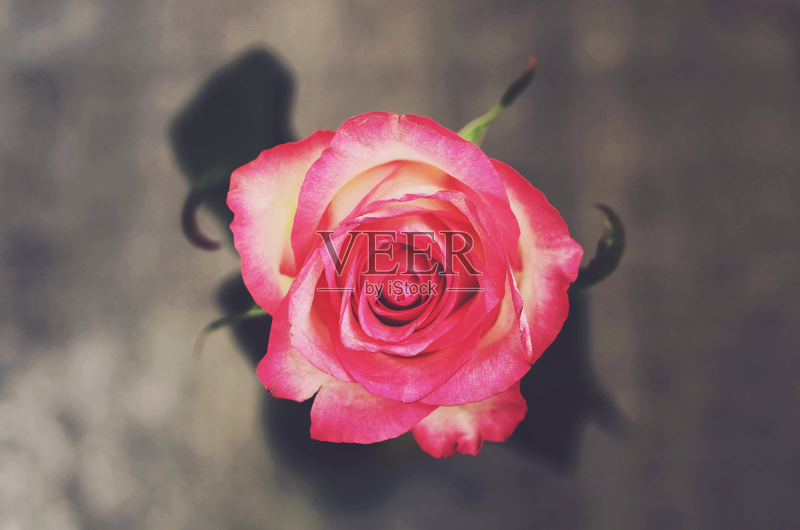 灰色背景上的粉色玫瑰花，俯视图照片摄影图片
