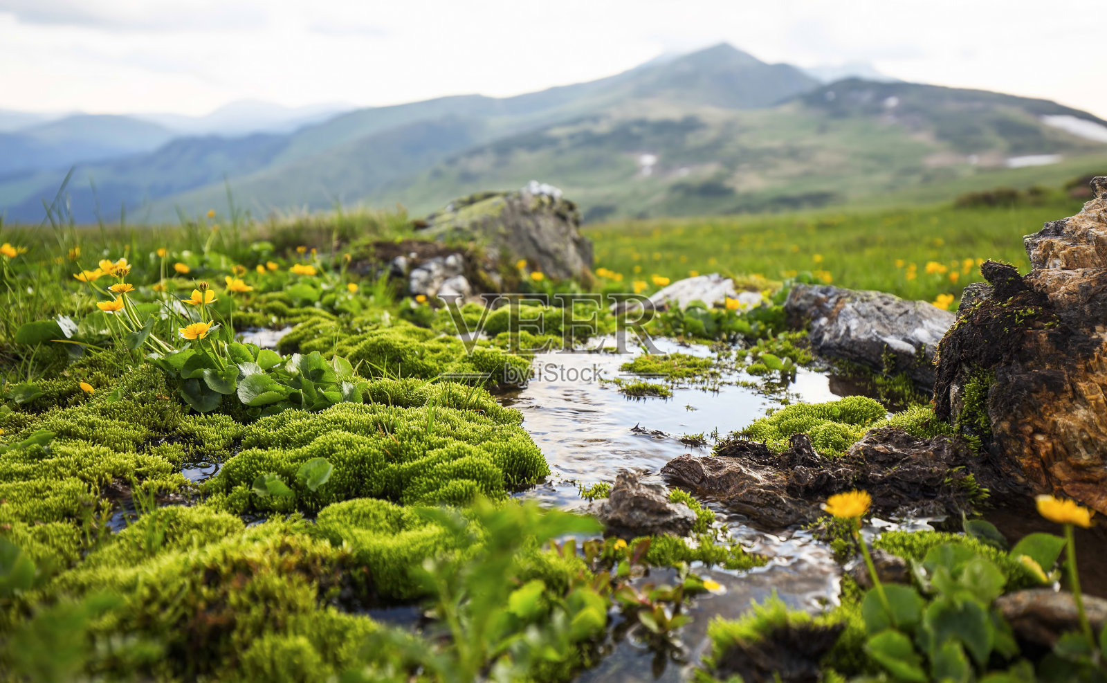 山上泉水流淌着青苔植被和黄花，高山泉水清冽照片摄影图片