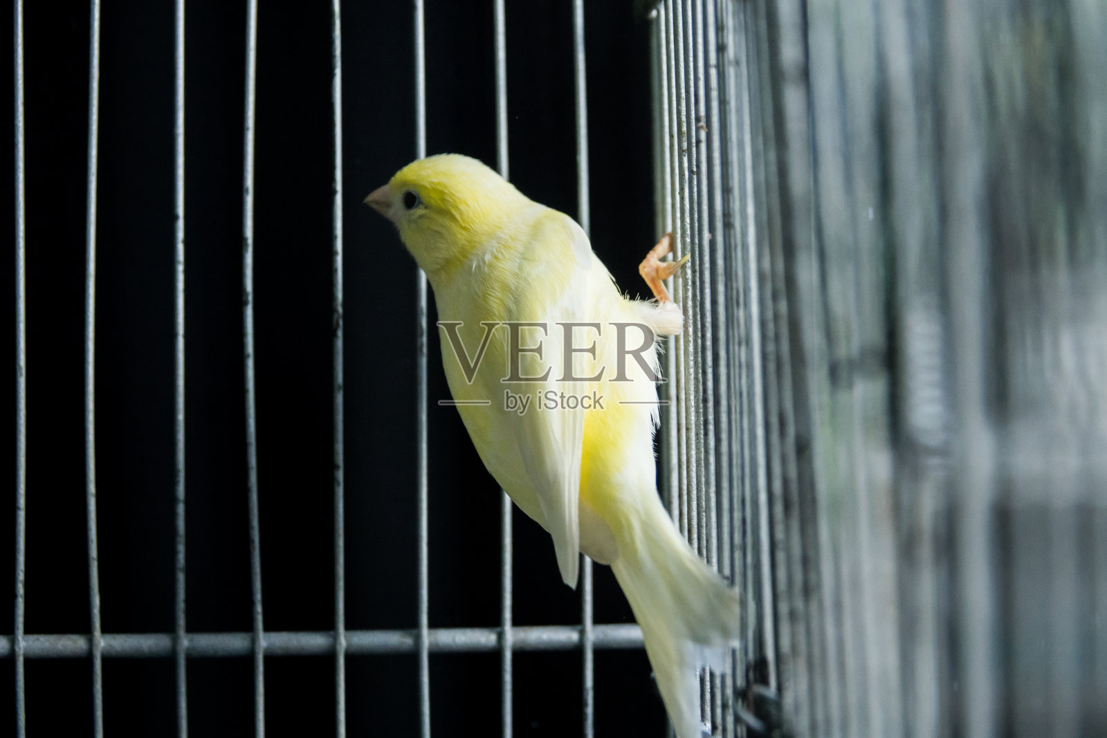 笼子里美丽的黄色金丝雀照片摄影图片