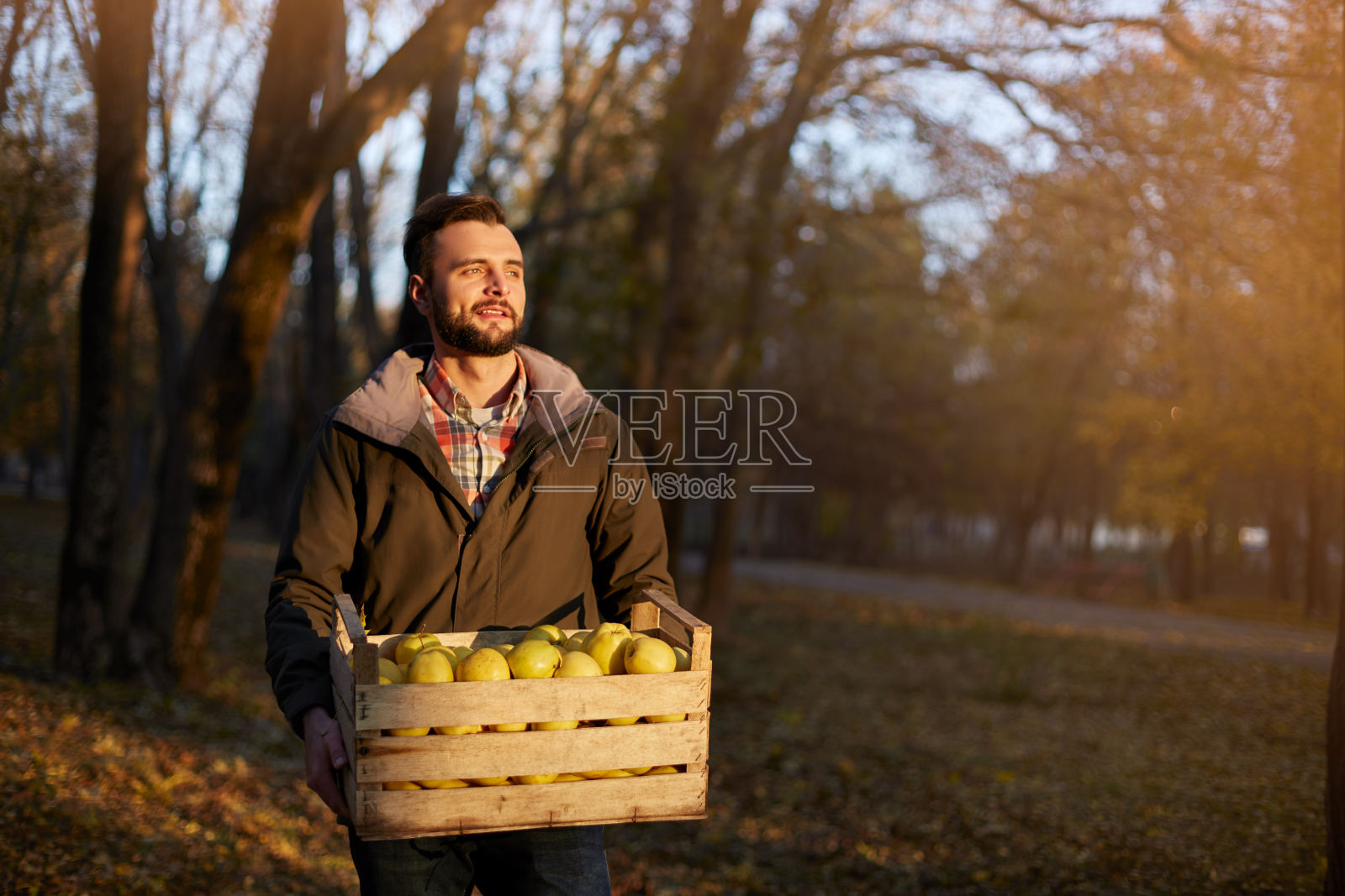 果园里，一个人拿着一箱金黄色成熟的苹果。在花园里收获的种植者正抱着有机苹果的板条箱。收获的概念。家庭主妇男买水果。照片摄影图片
