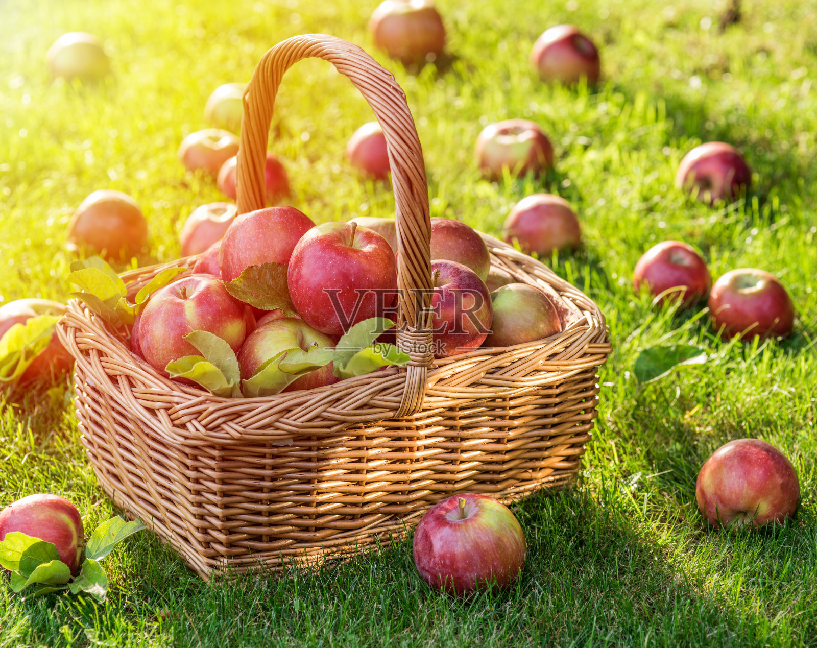 熟透的红苹果在绿草上的篮子里。照片摄影图片