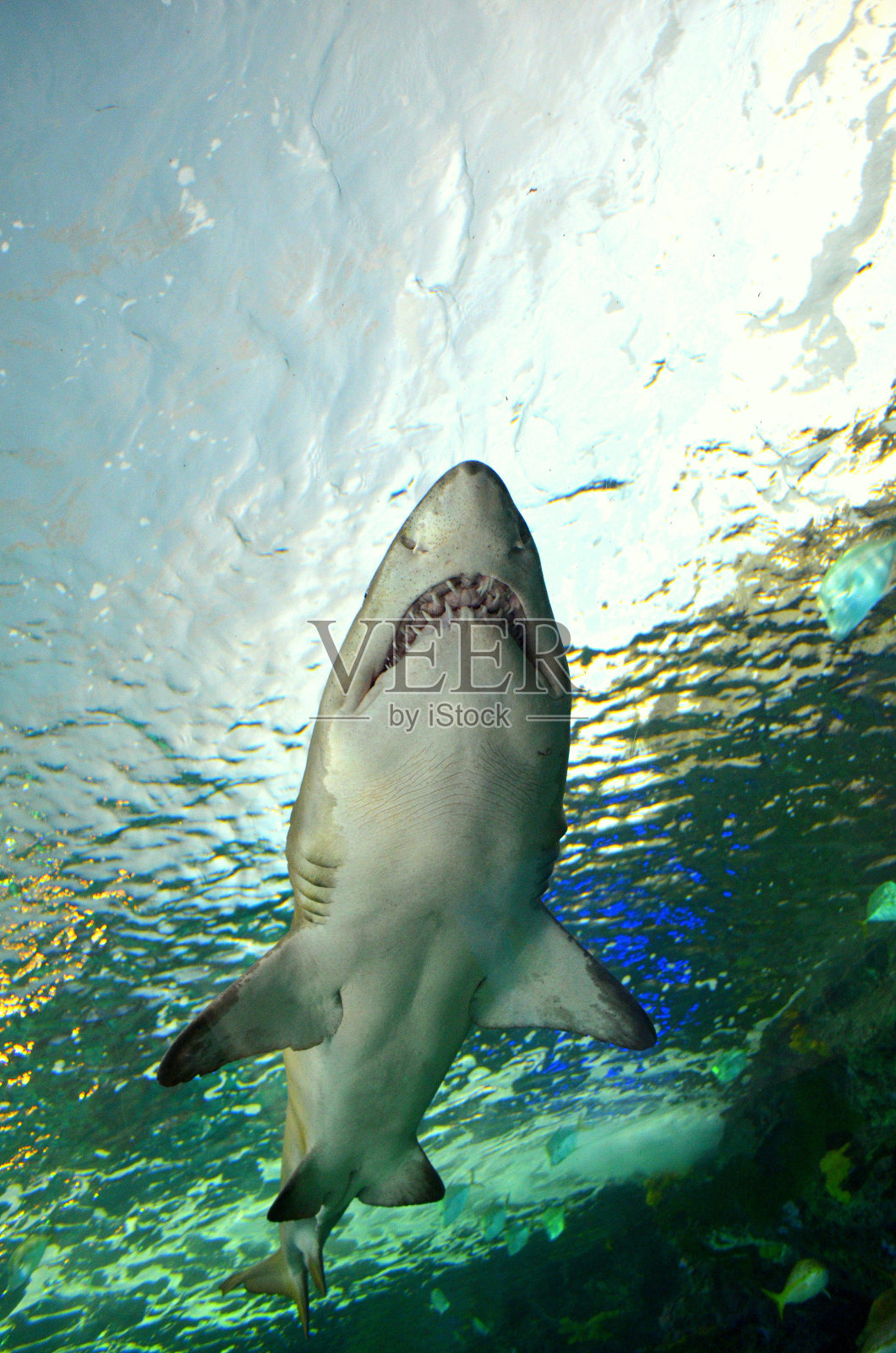 鲨鱼，海洋的主人。照片摄影图片