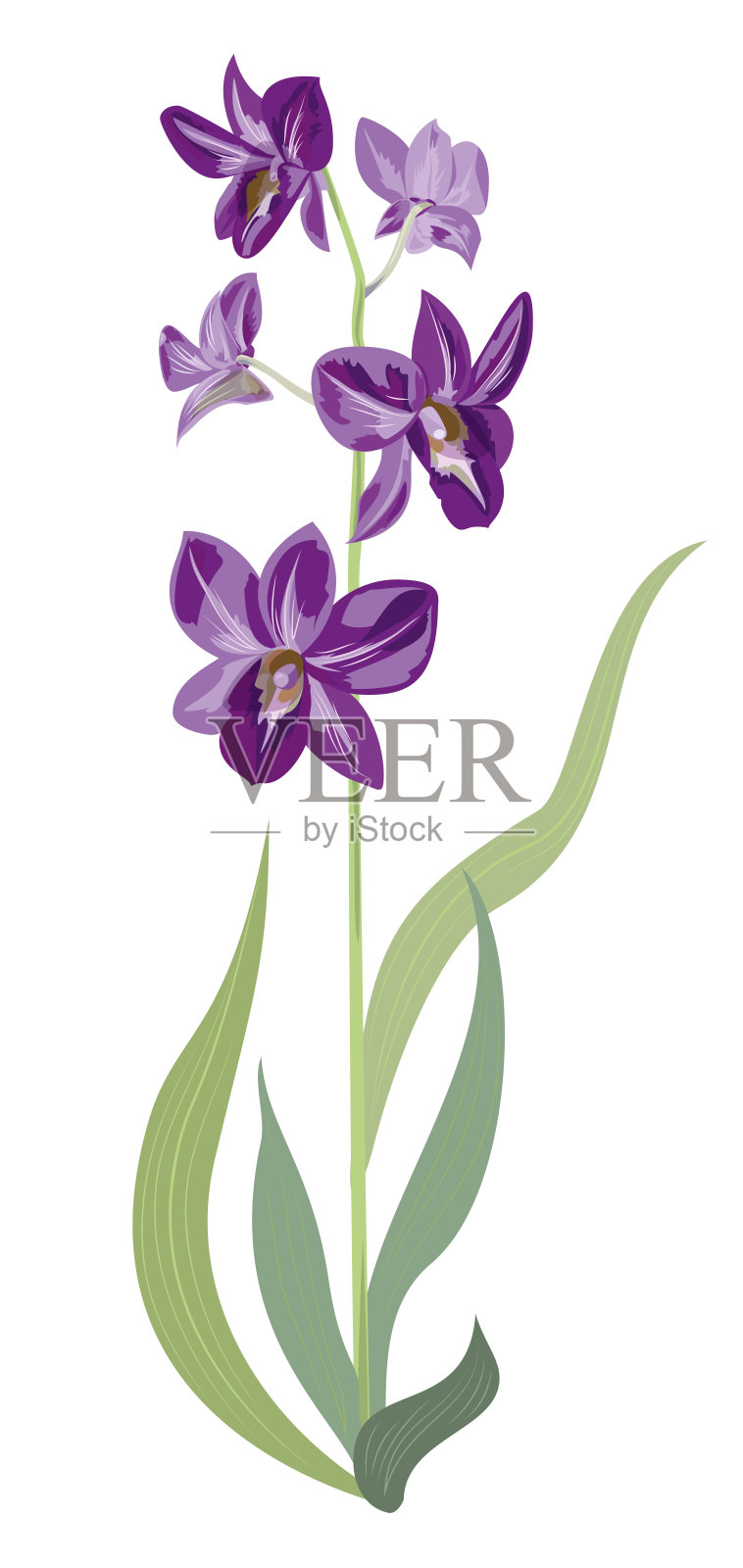 蝴蝶兰，紫色的花，绿色的茎和叶在白色的背景，数字绘图，矢量植物插图设计插画图片素材