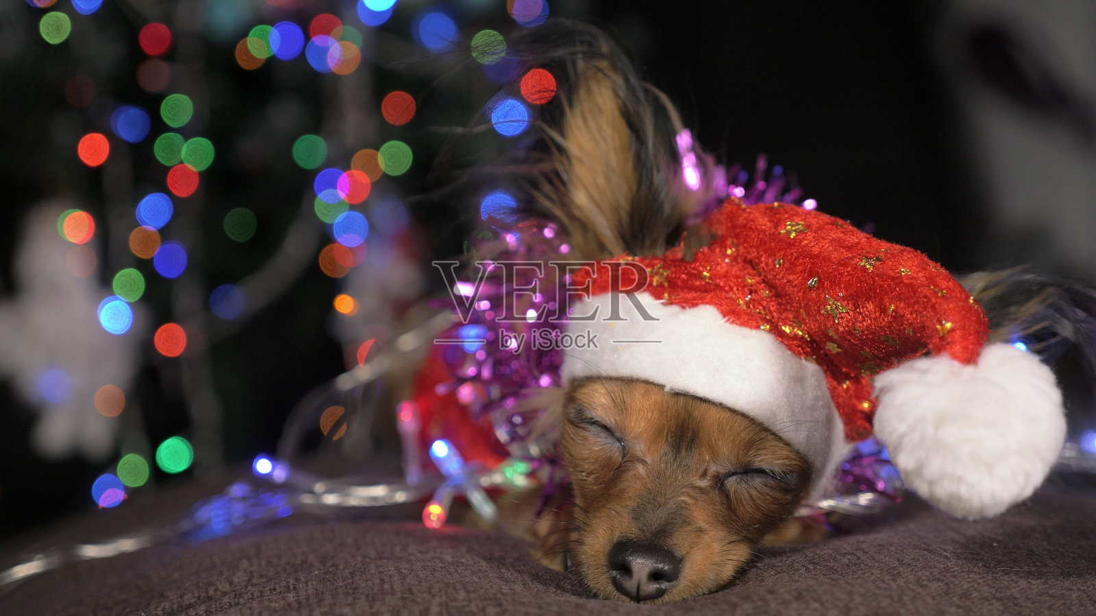 玩具小猎犬是一只黄色的新年狗。照片摄影图片