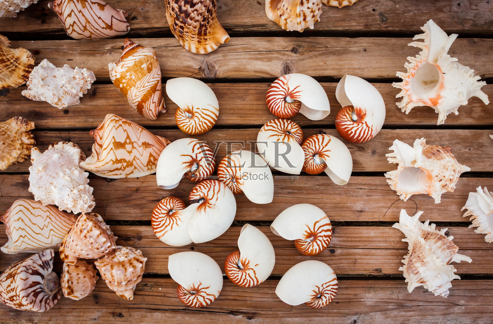 海螺壳背景照片摄影图片