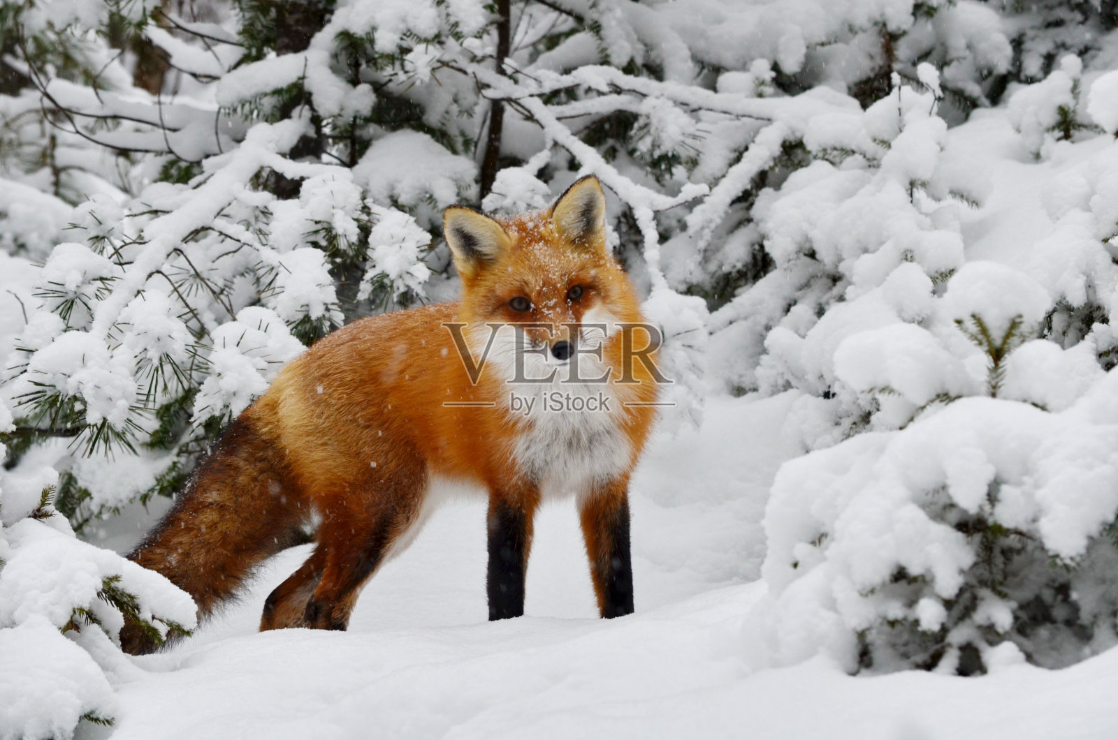 冬天里的红狐狸照片摄影图片