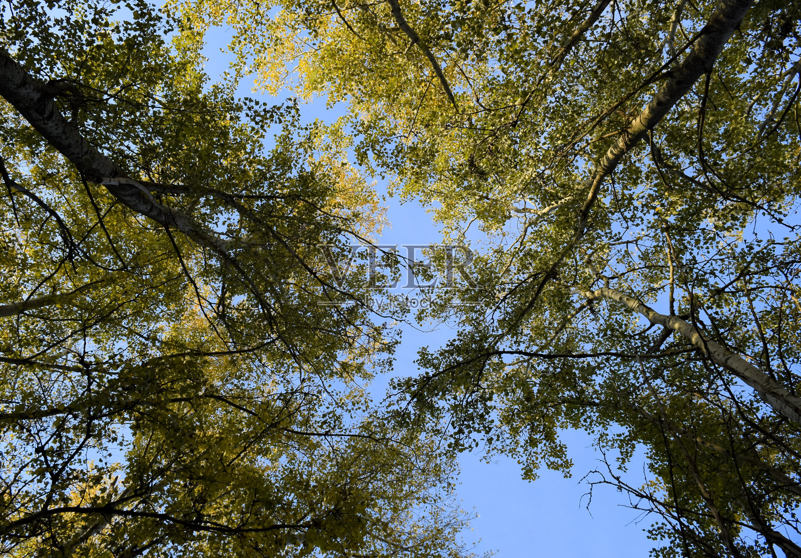 在银色白杨林中从下往上看。天空和树木的背景。森林里的秋天。照片摄影图片