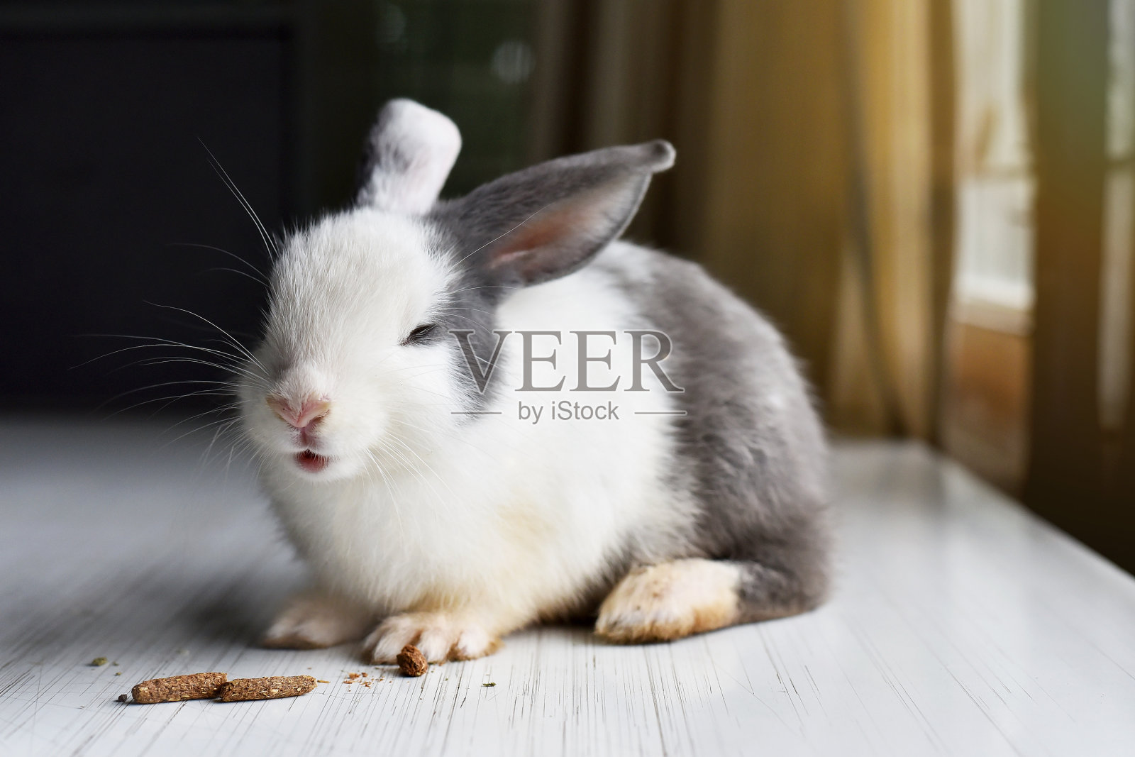 可爱的小兔子喜欢吃最爱的零食，快乐的小兔子。照片摄影图片