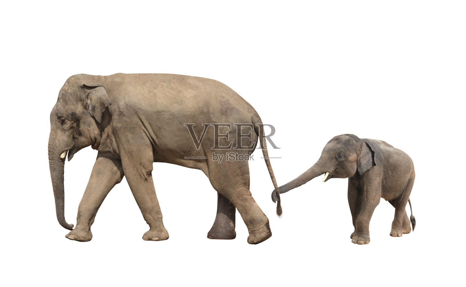 大象的行走家庭-妈妈和宝宝照片摄影图片