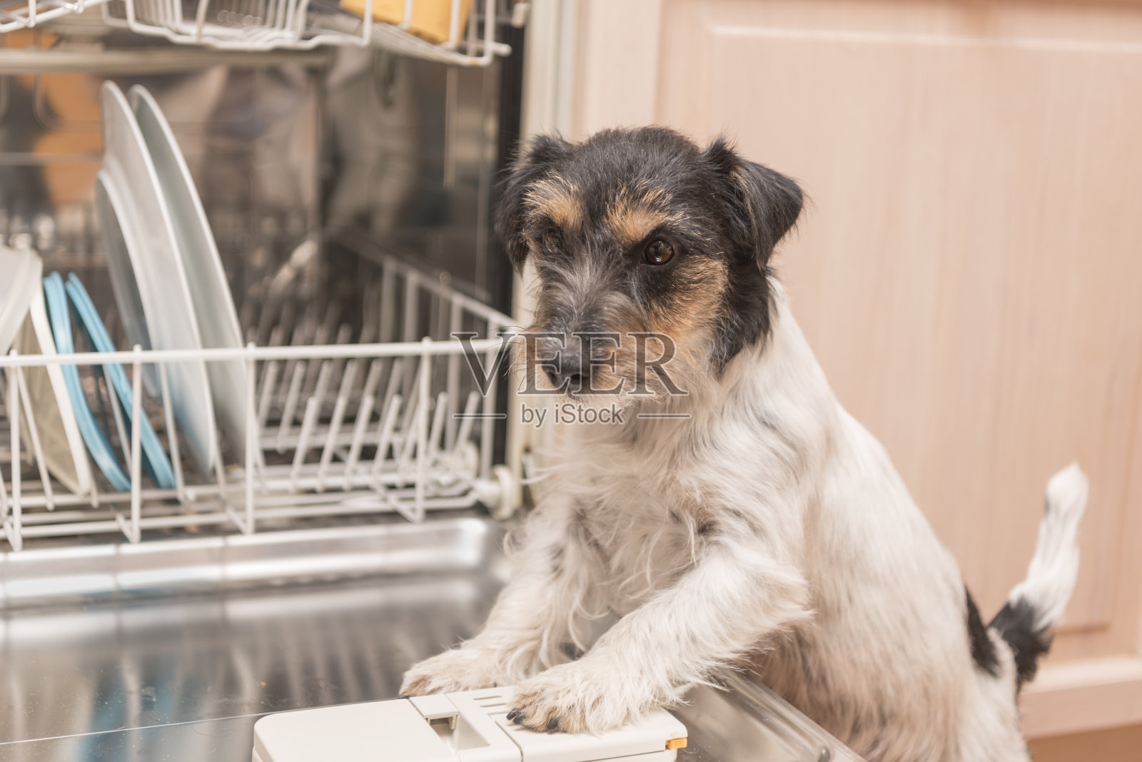 洗碗机的狗照片摄影图片