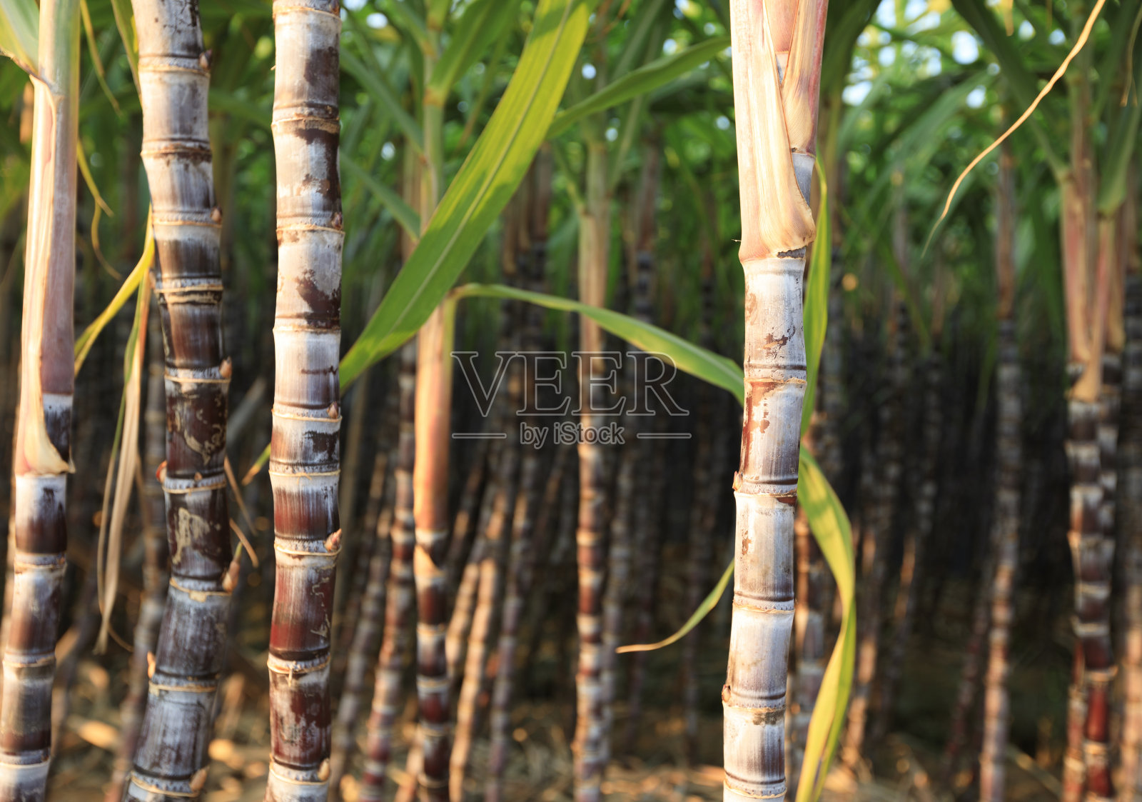 田间种植的甘蔗照片摄影图片