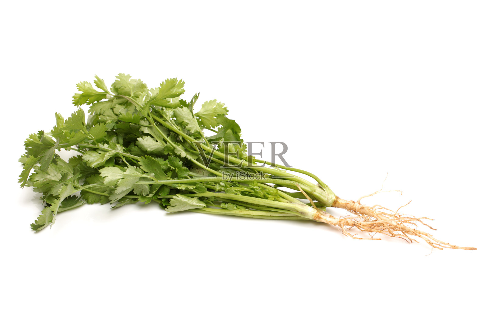 新鲜香草:白色背景上孤立的香菜照片摄影图片