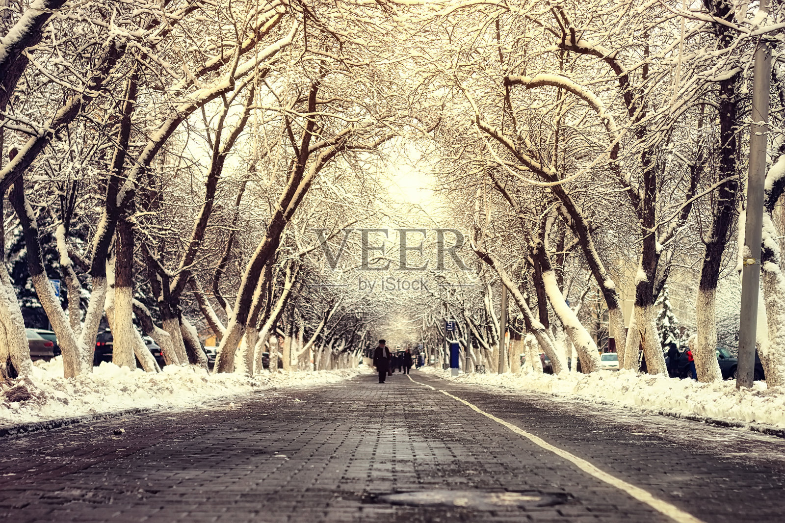 行人通道树冬天照片摄影图片