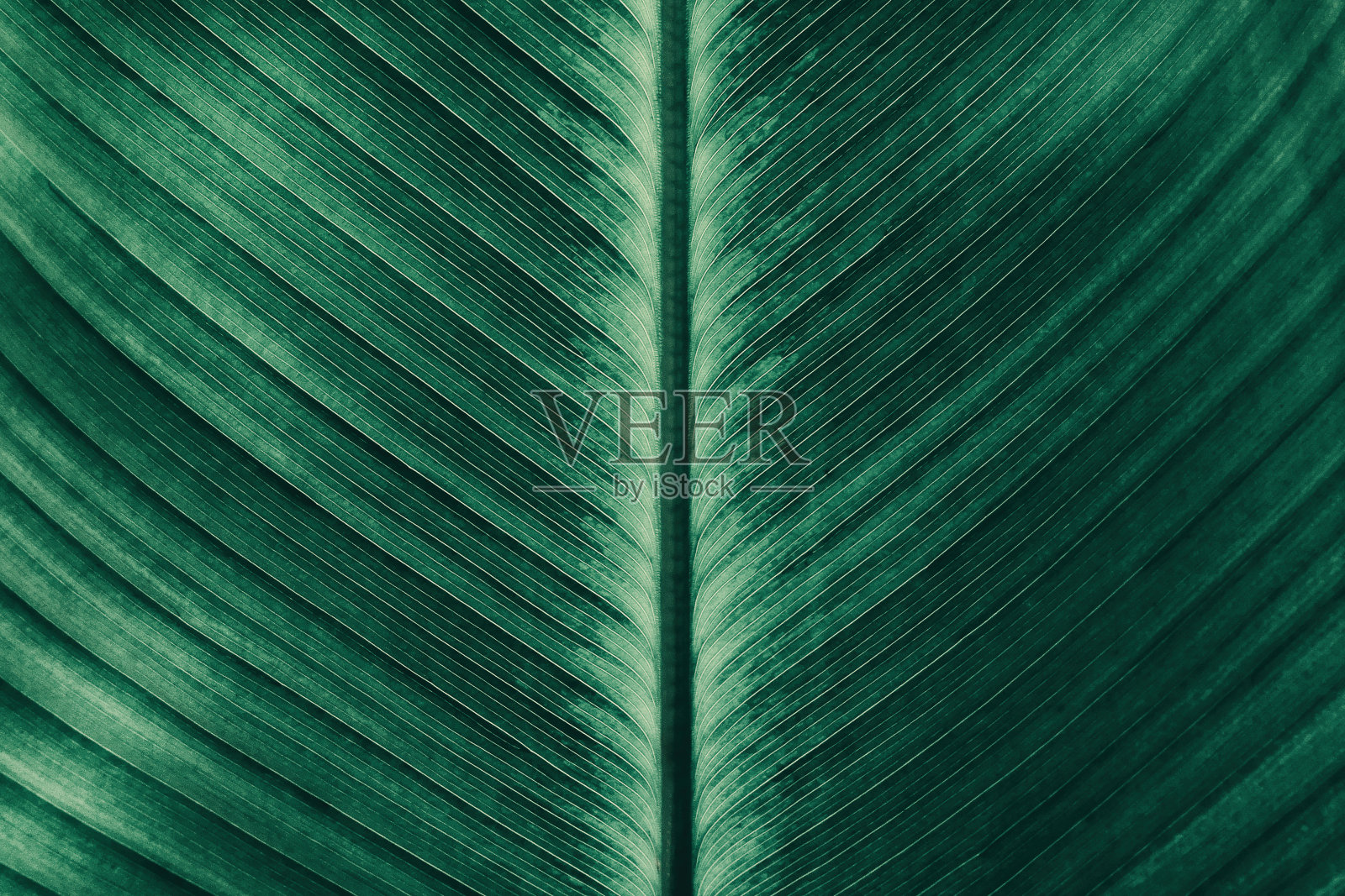热带棕榈叶的条纹照片摄影图片