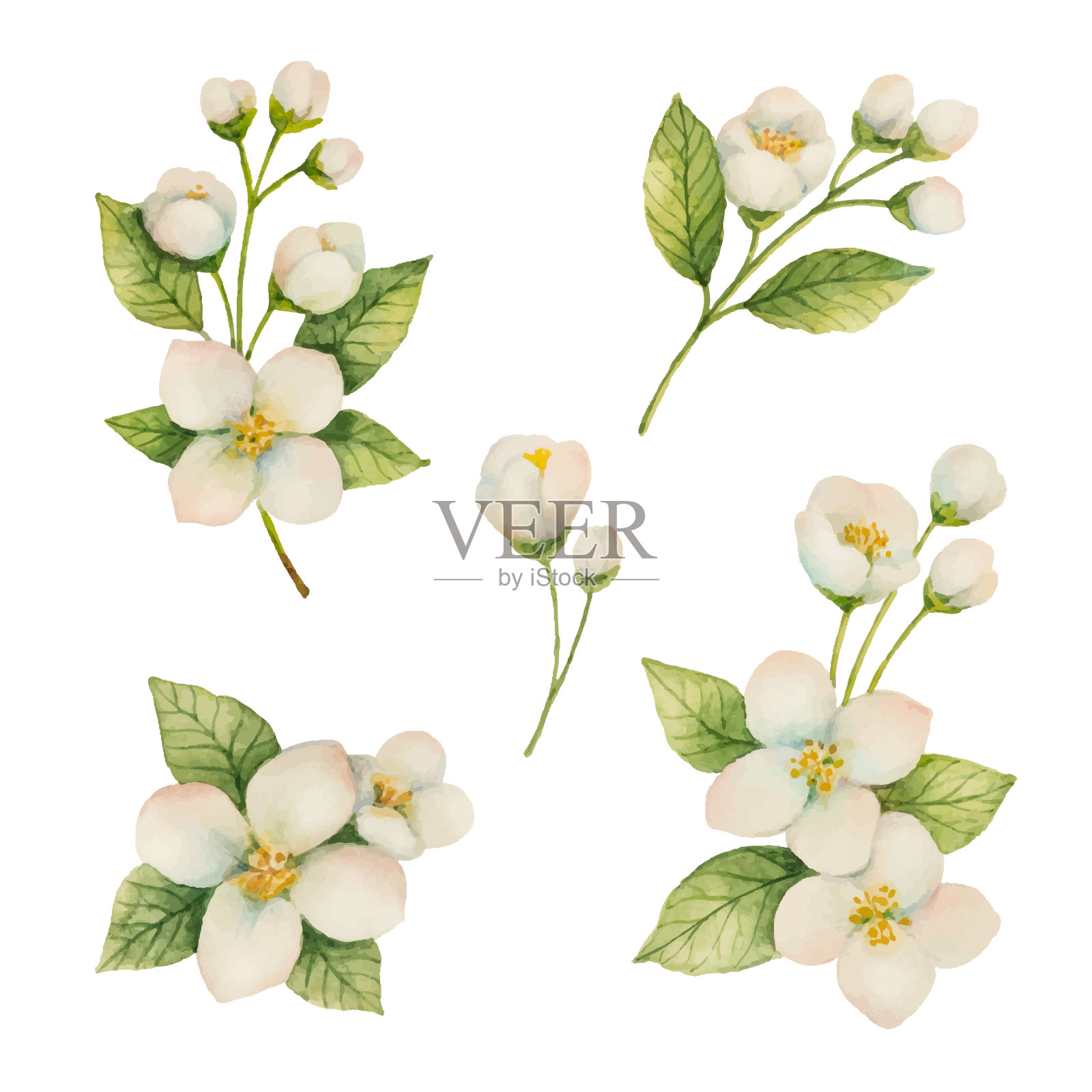 水彩画的花和分支茉莉孤立在一个白色的背景。设计元素图片
