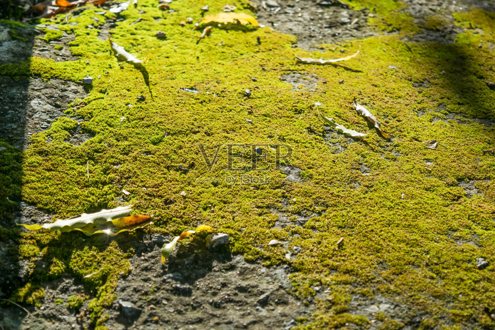 绿色苔藓在灰色的石头上-自然的背景照片摄影图片