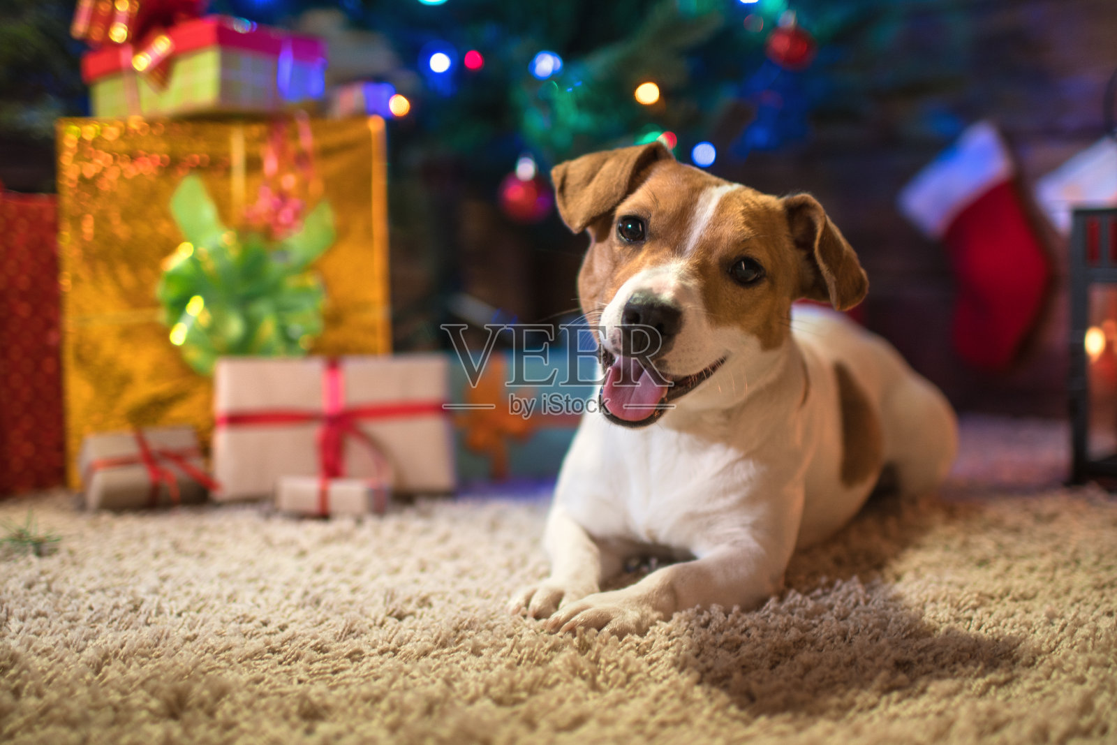 狗杰克罗素在圣诞树下与礼物和蜡烛照片摄影图片