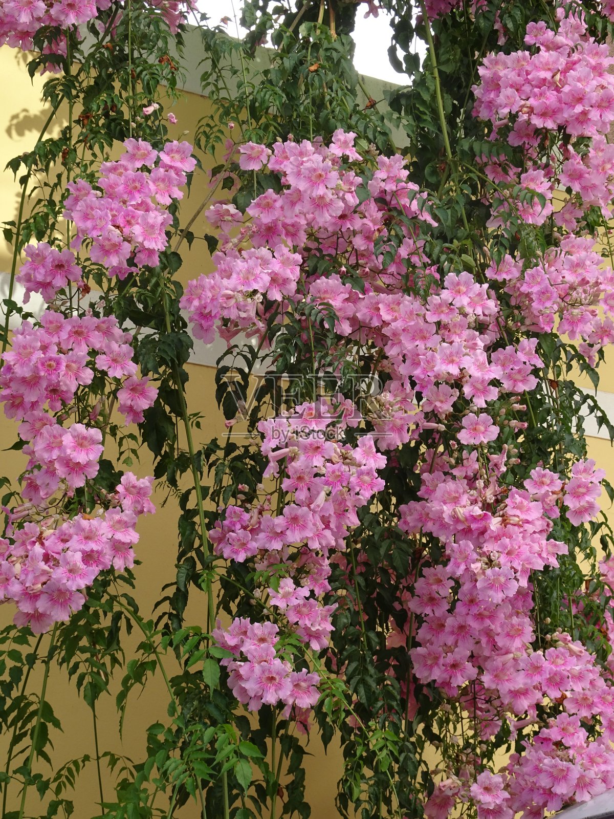 粉红色开花植物特写镜头照片摄影图片