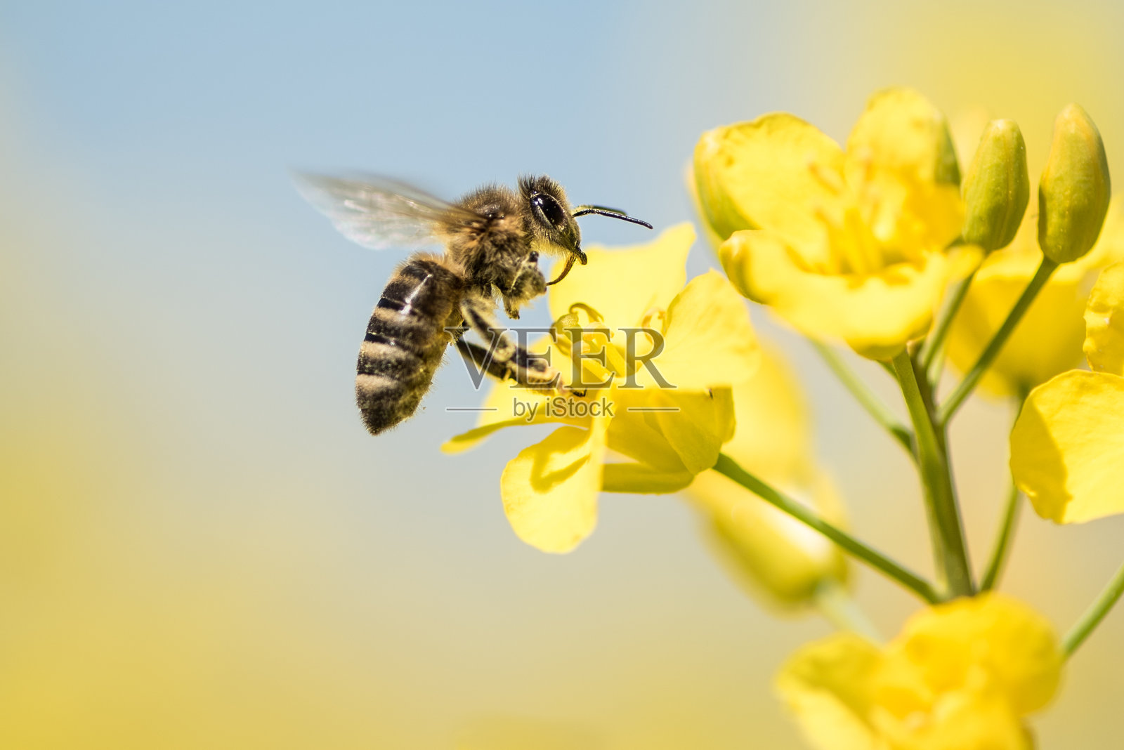 蜜蜂在春天采油菜花照片摄影图片