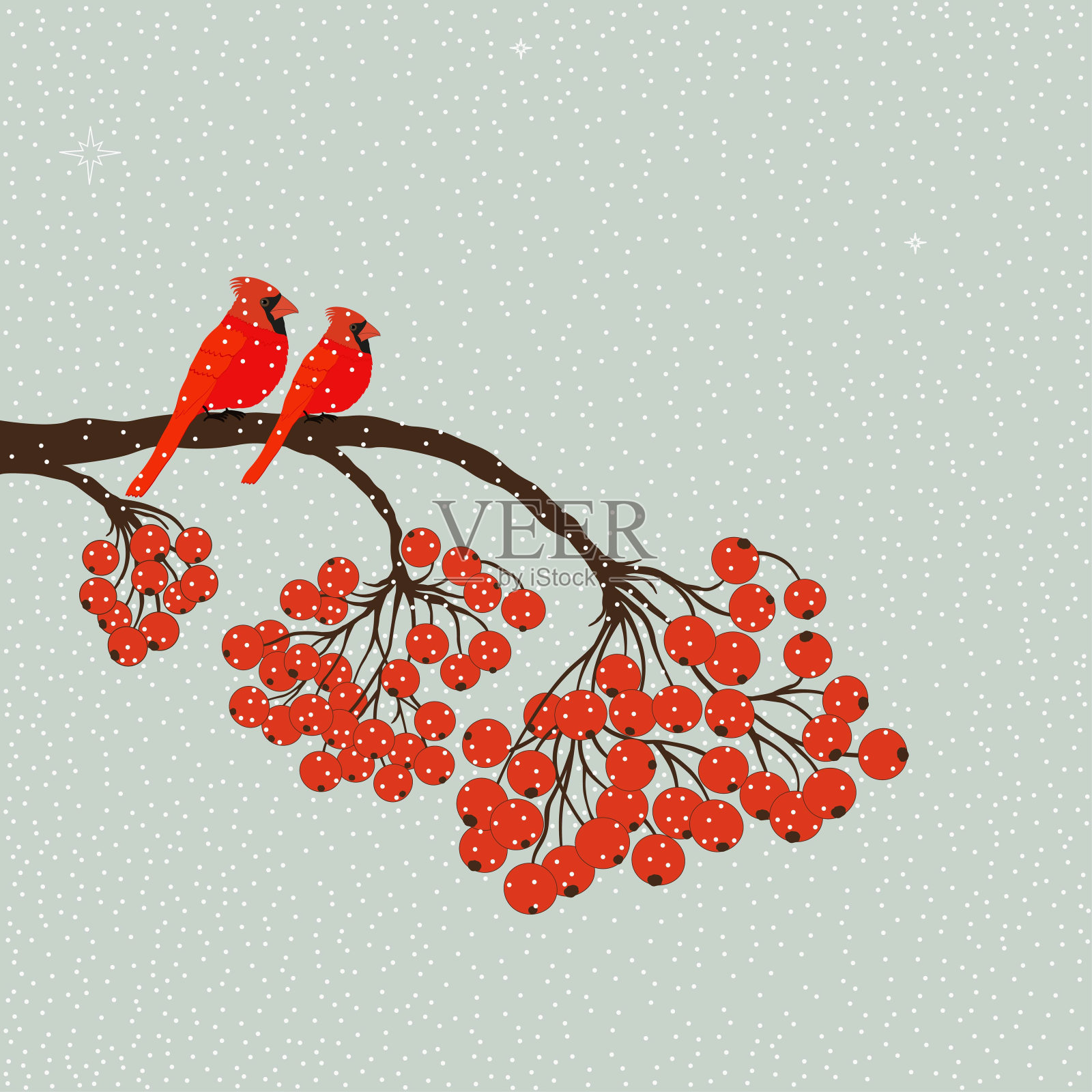 两只红鸟，长着浆果插画图片素材