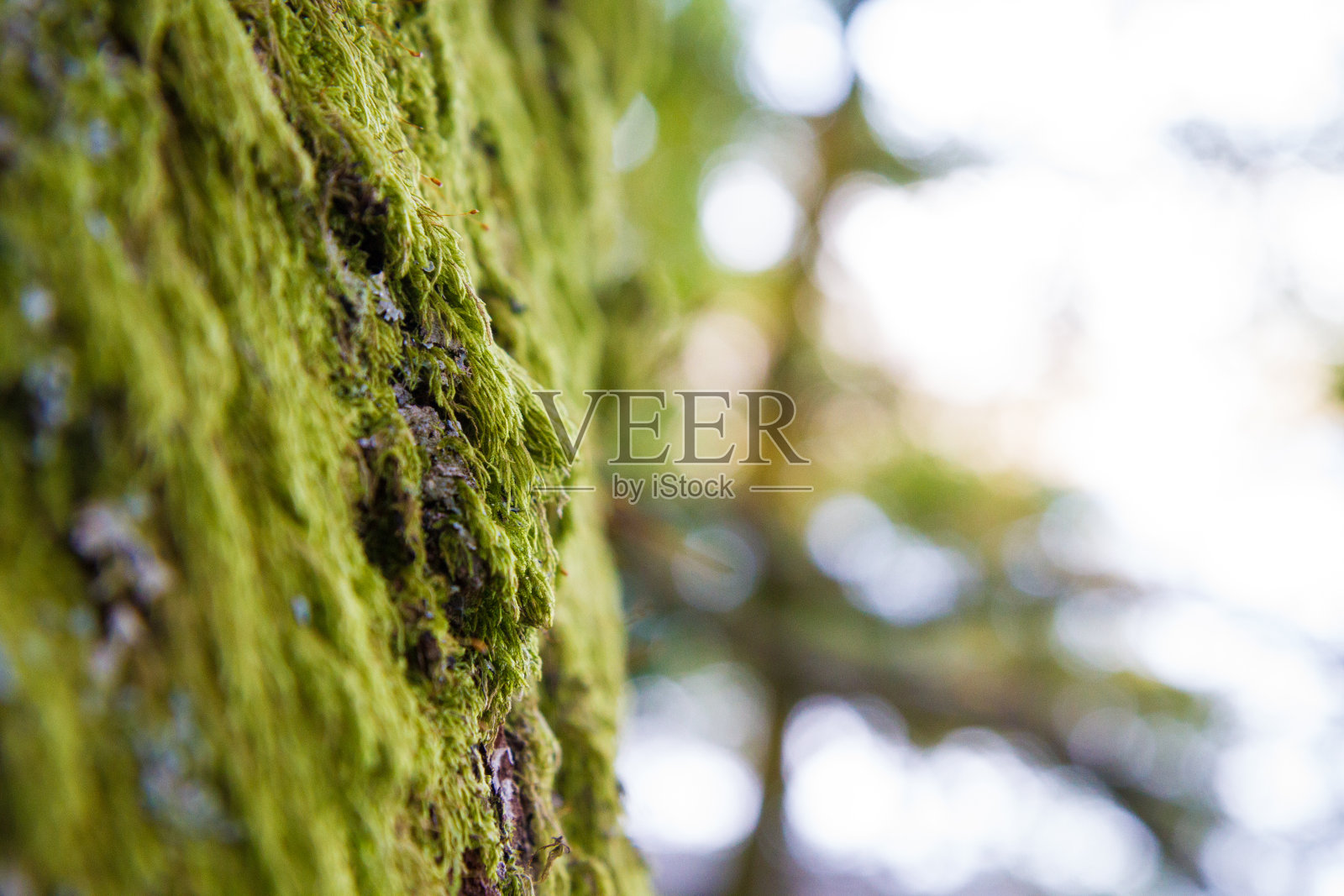 覆盖在树干上的厚厚的苔藓具有较浅的视野照片摄影图片
