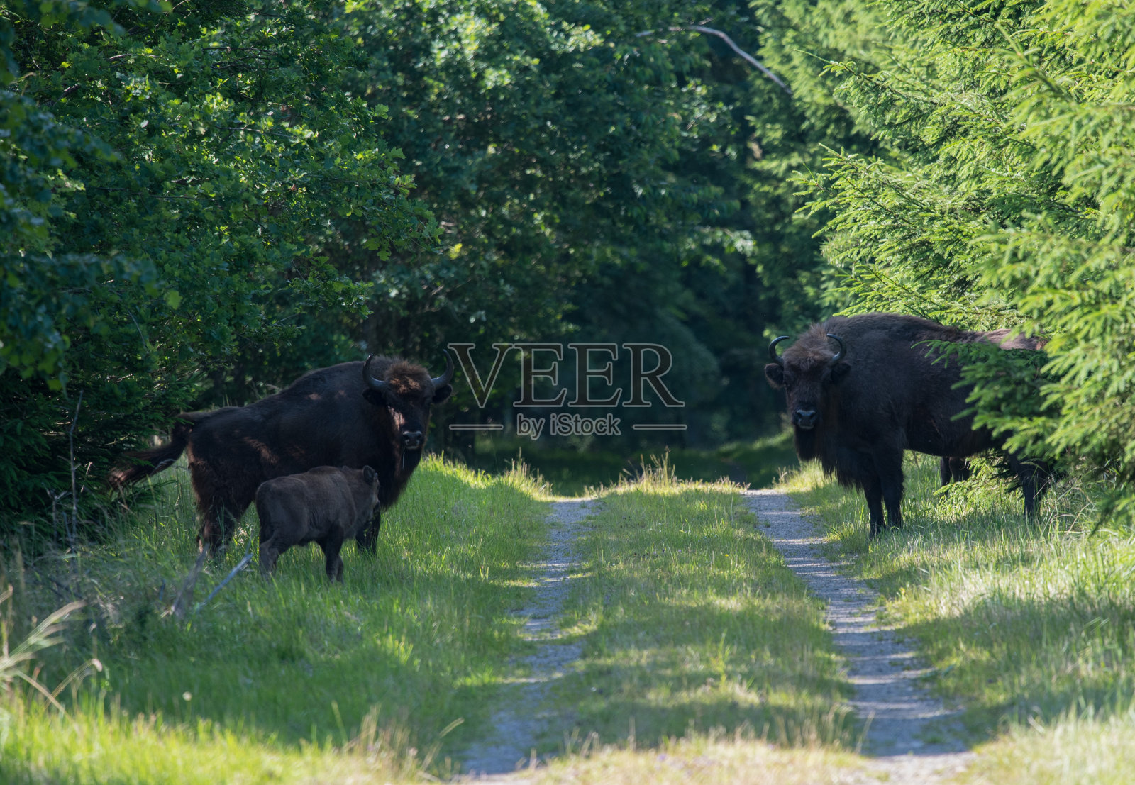 丹麦的欧洲野牛照片摄影图片