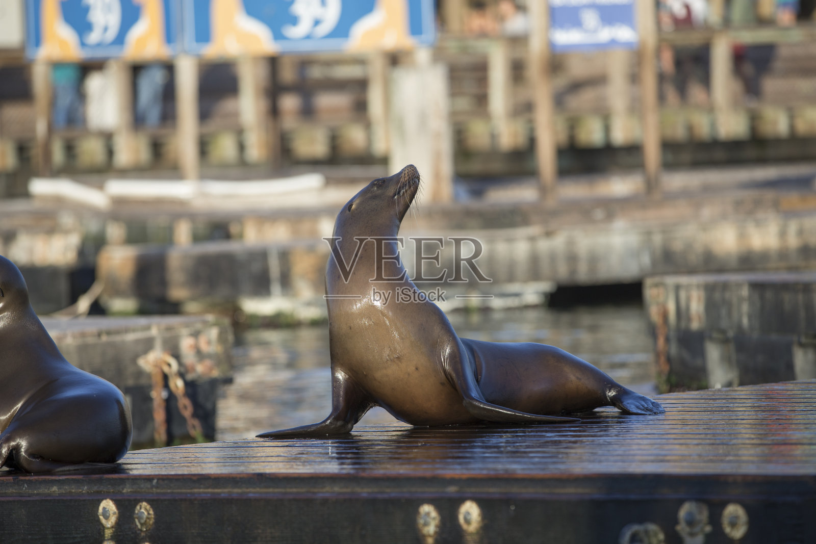 渔人码头39号码头的加利福尼亚海狮照片摄影图片