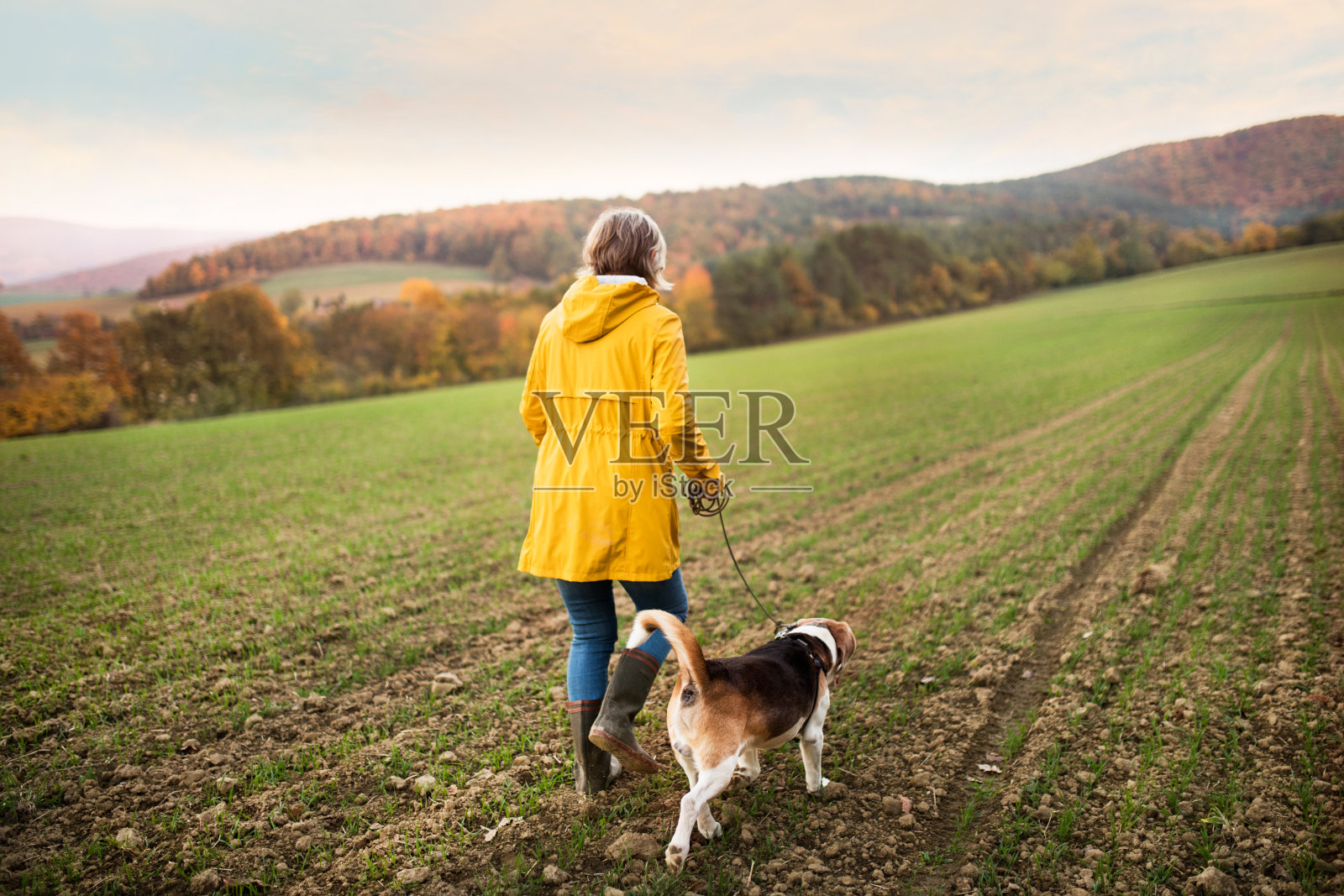 一位老妇人带着狗在秋天的自然中散步。照片摄影图片