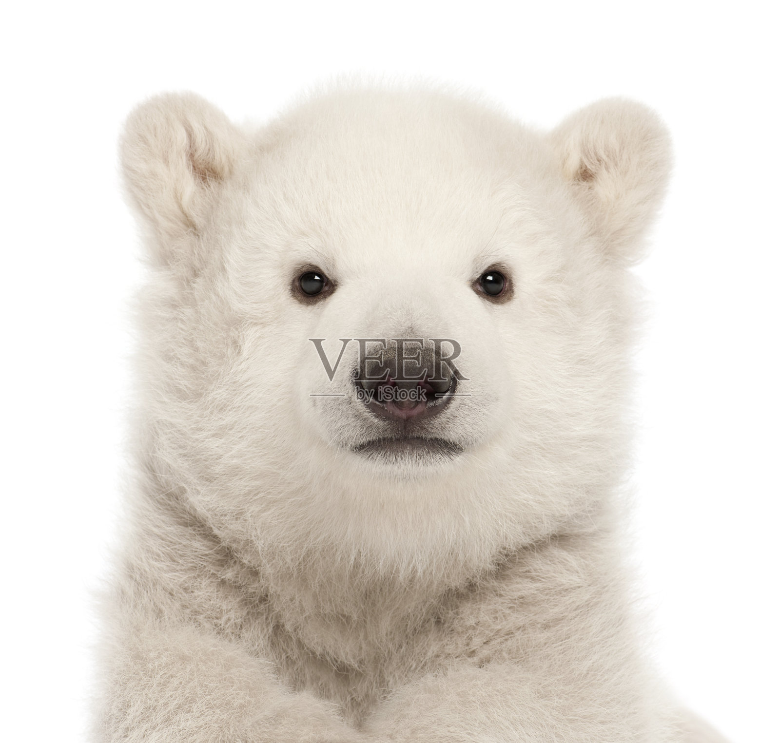 3个月大的北极熊幼崽，背景是白色照片摄影图片