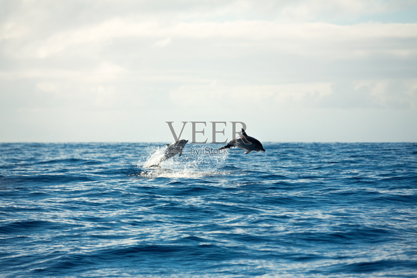 海豚从海里跳起来照片摄影图片