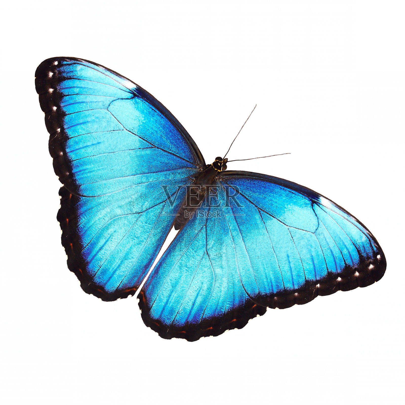 明亮的雄性蓝色大闪蝶，孤立于白色上，展开翅膀照片摄影图片