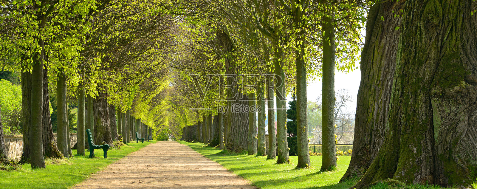 林荫大道，林荫小径穿过公园在春天照片摄影图片