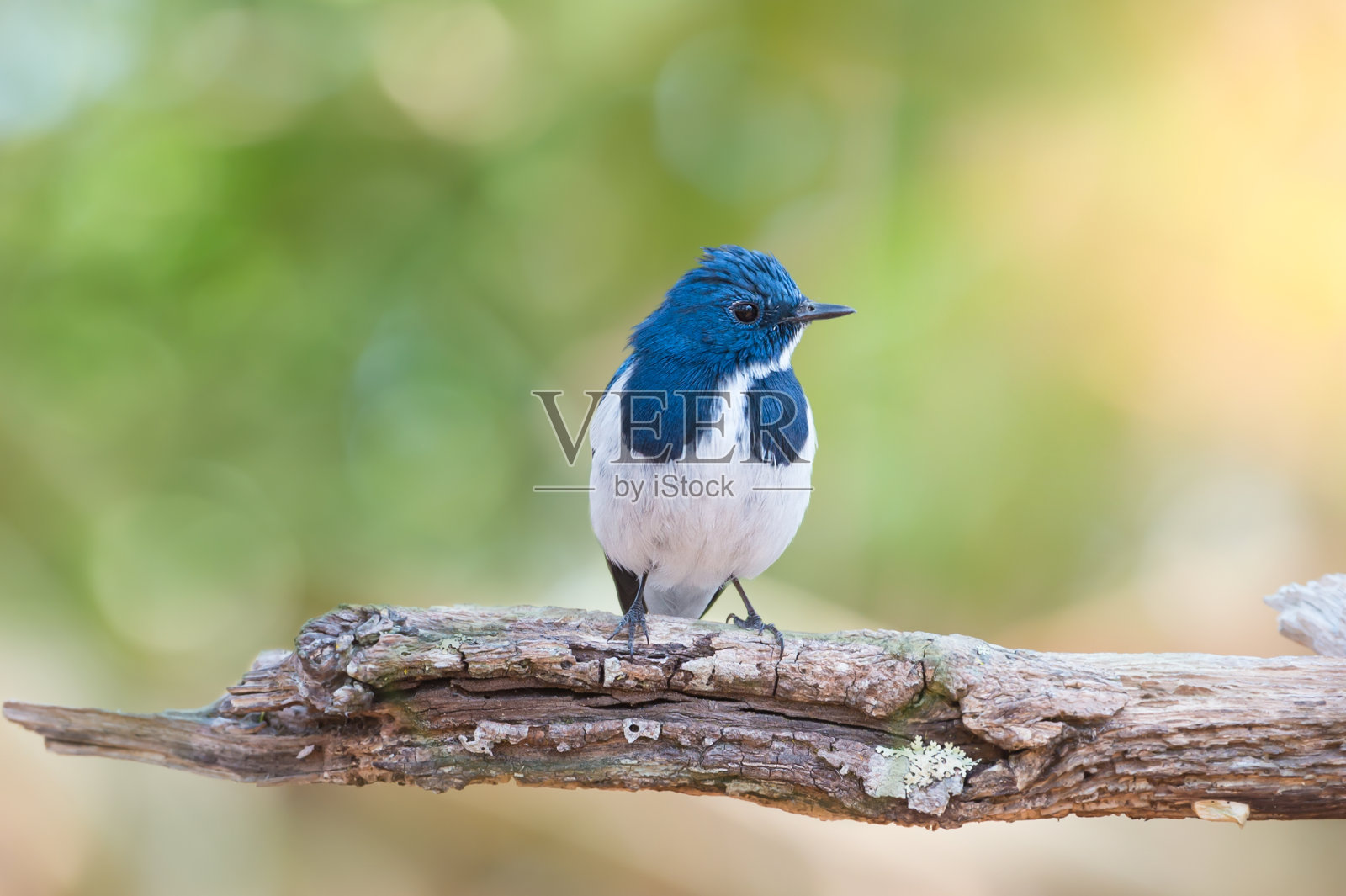 可爱的蓝色小鸟在树枝上休息，看着别处照片摄影图片