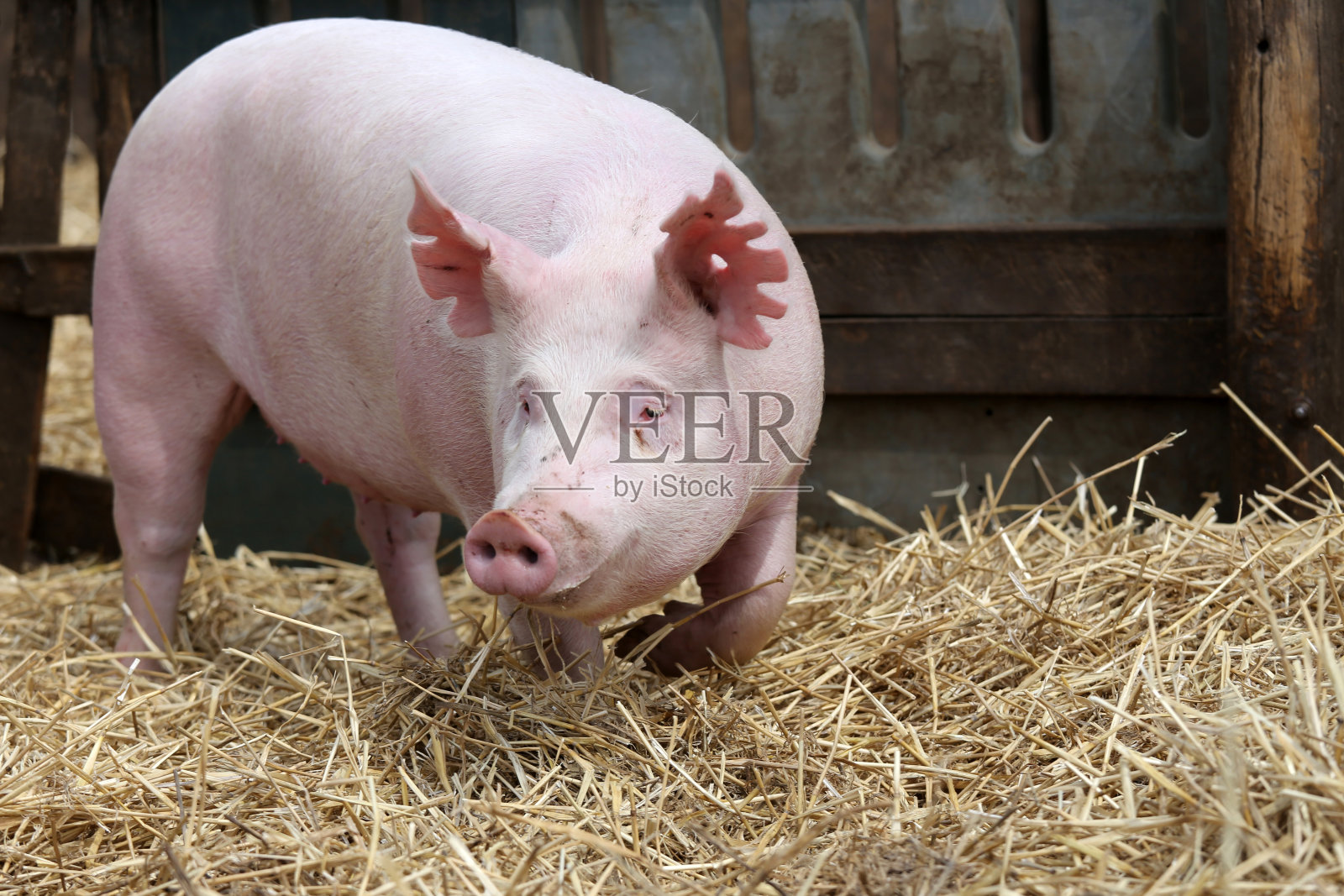 小猪在夏天的猪圈里奔跑照片摄影图片