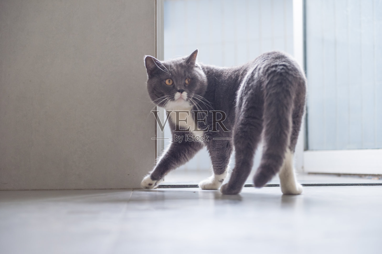 灰色英国短毛猫，室内照片摄影图片