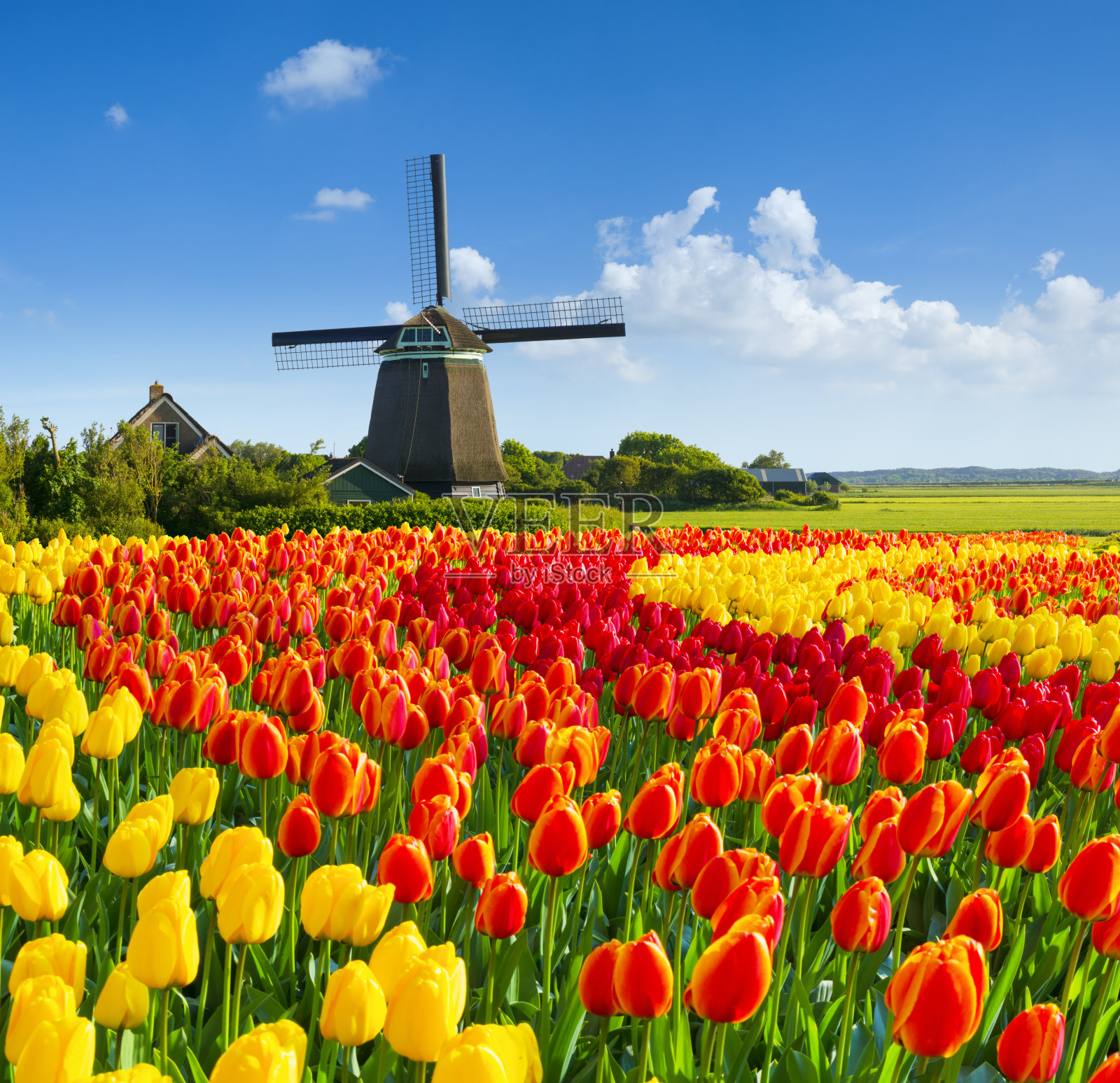 荷兰的春天景象照片摄影图片