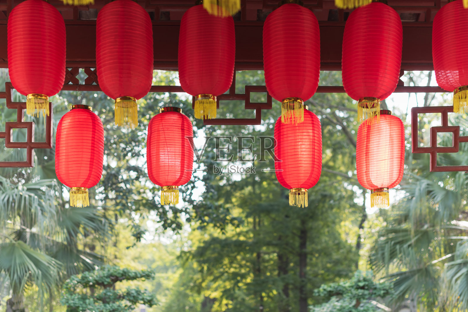 红色的中国灯笼挂在阳光下的树在背后照片摄影图片