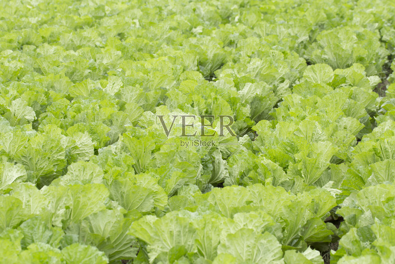 种植卷心菜的田地特写。新鲜的大白菜。照片摄影图片