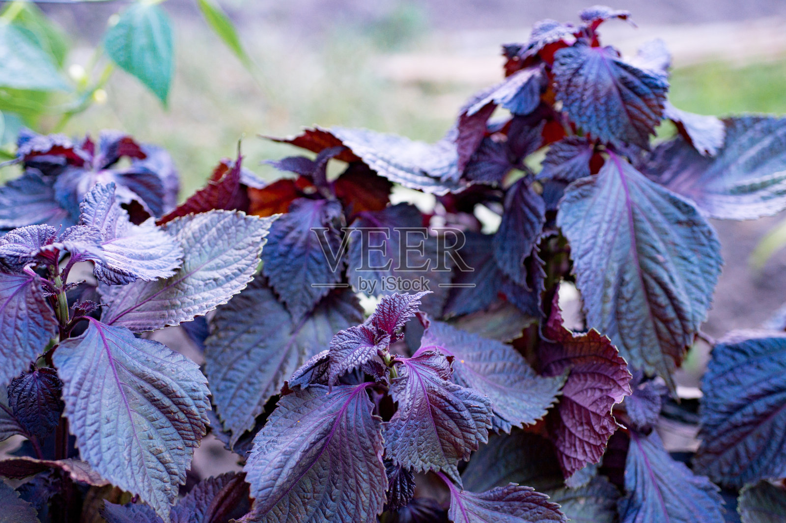紫苏草以前被称为牛排植物，红紫苏是多年生植物照片摄影图片