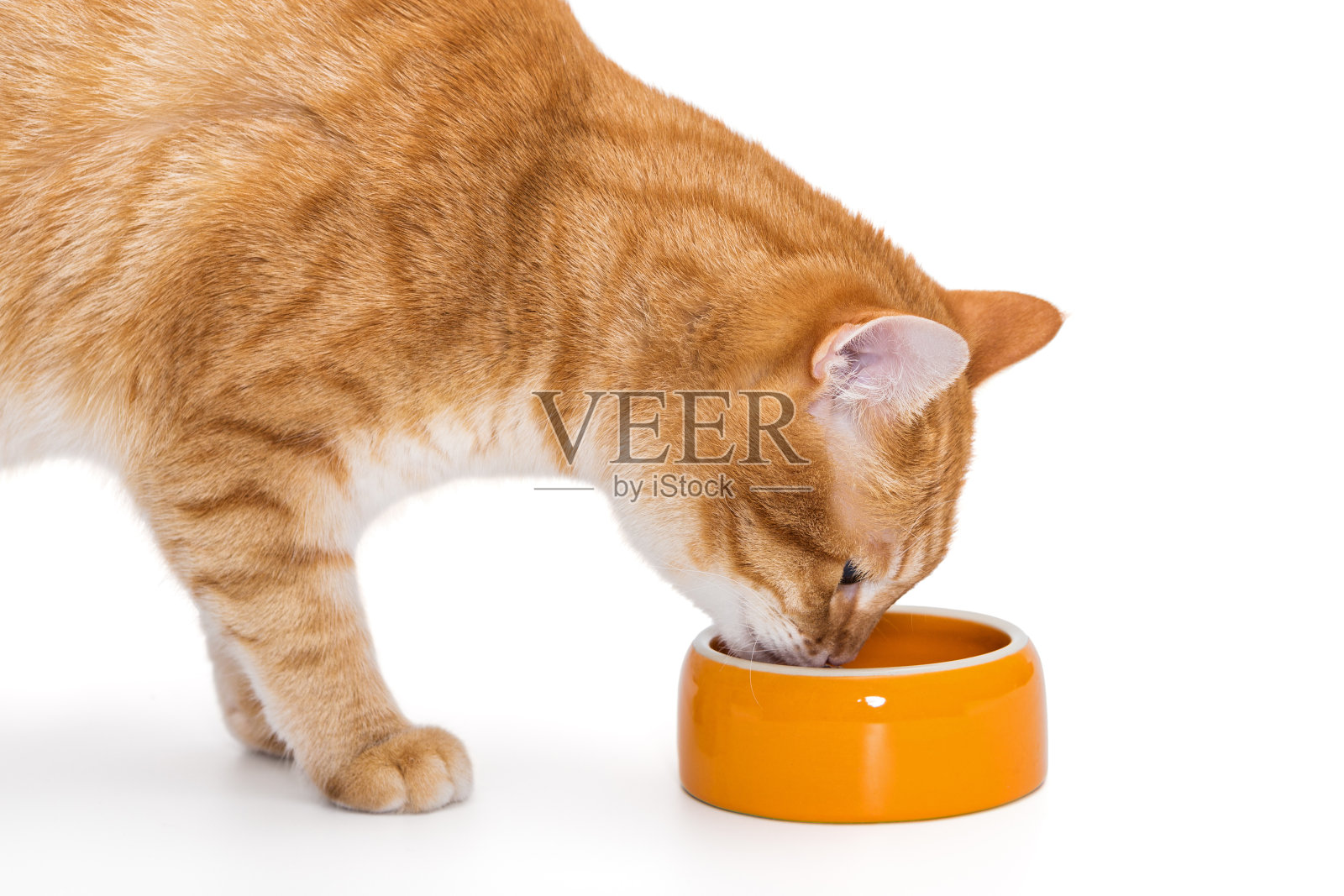 红猫从碗里吃东西照片摄影图片