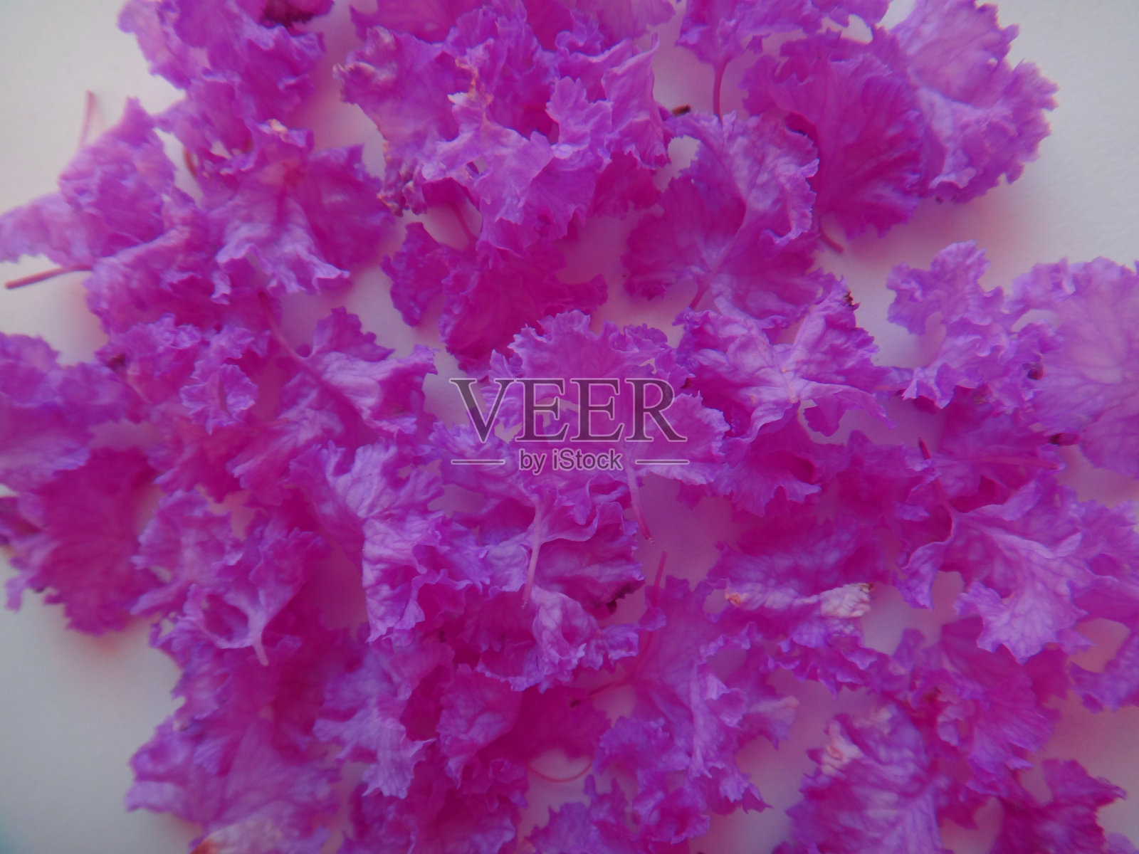 花瓣的紫薇照片摄影图片
