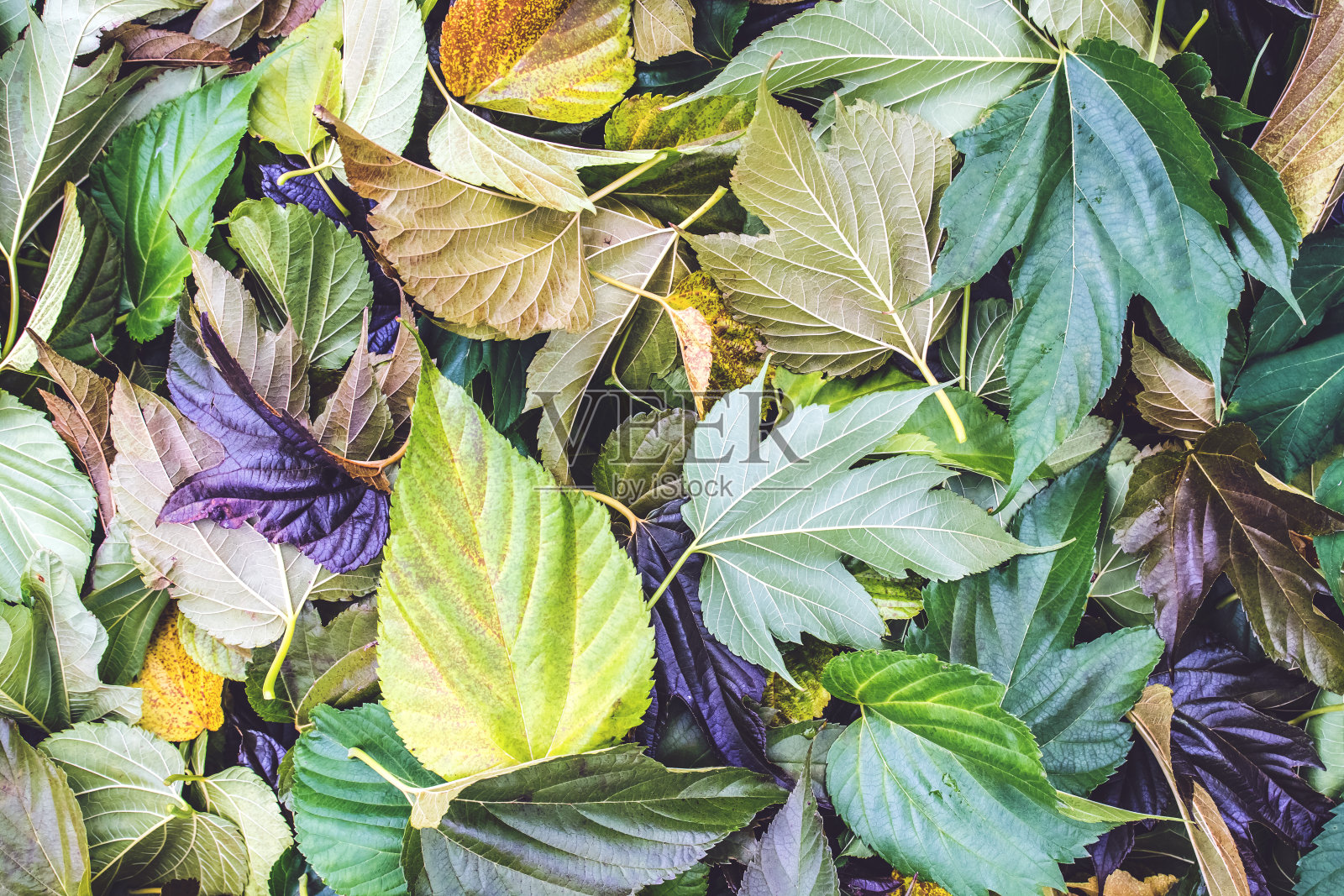 大群彩色梧桐树的大叶子在秋天的季节落在地上的特写照片摄影图片