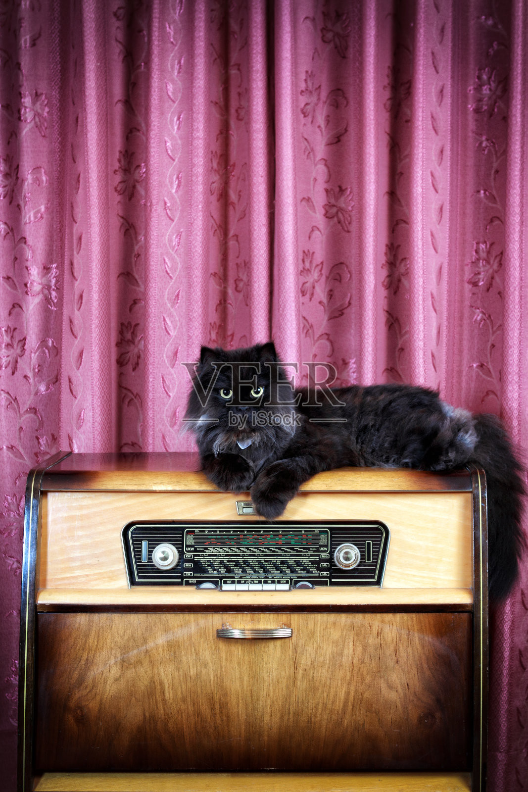 老式收音机里的黑猫照片摄影图片