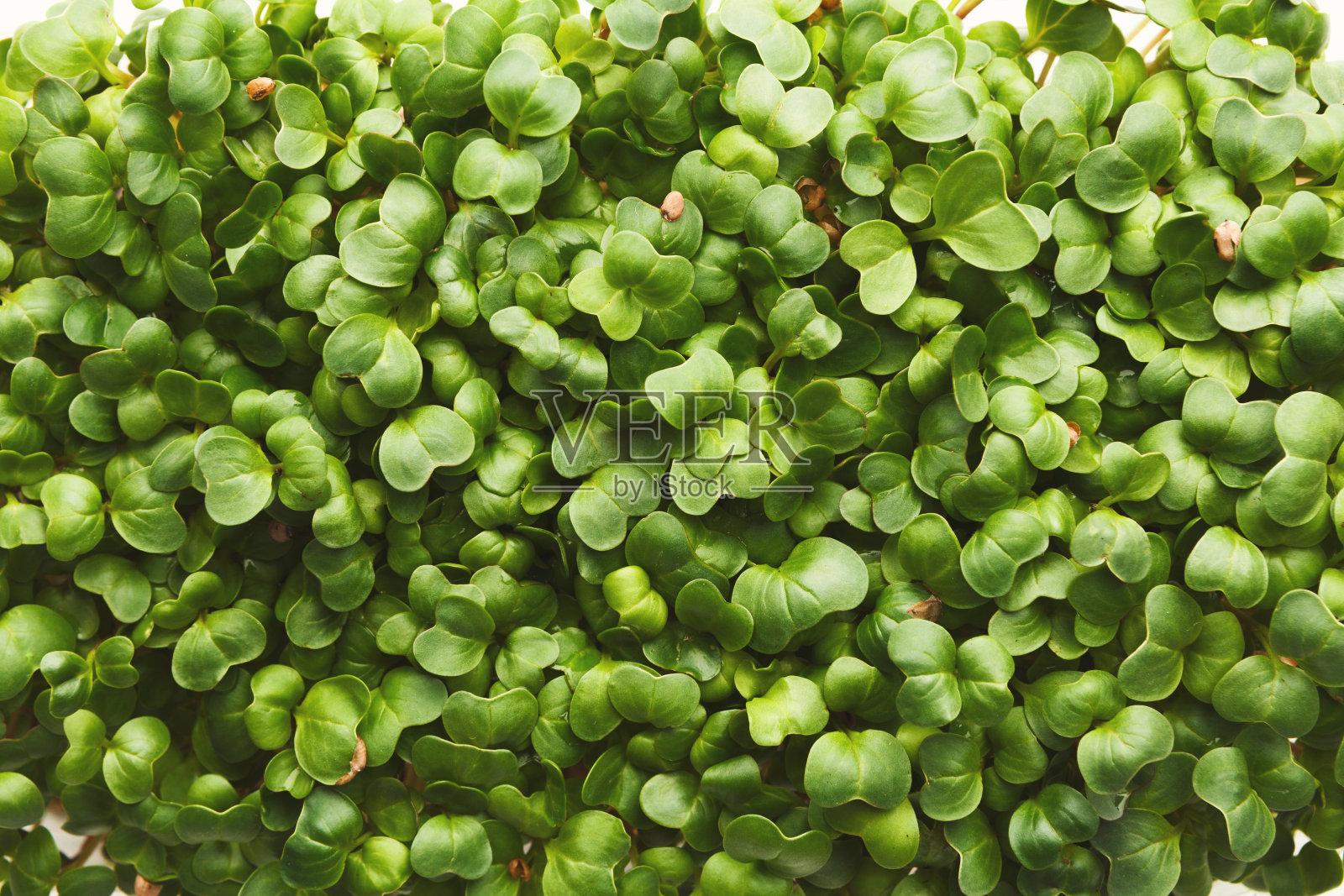 有机种植微型绿色植物特写照片摄影图片